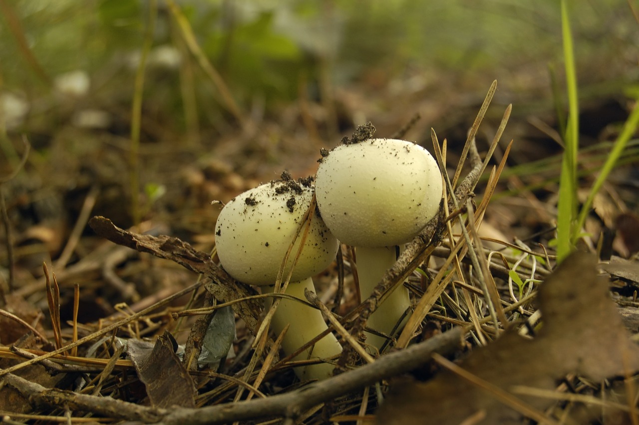 mushrooms agaricus field agaricus arvensis free photo