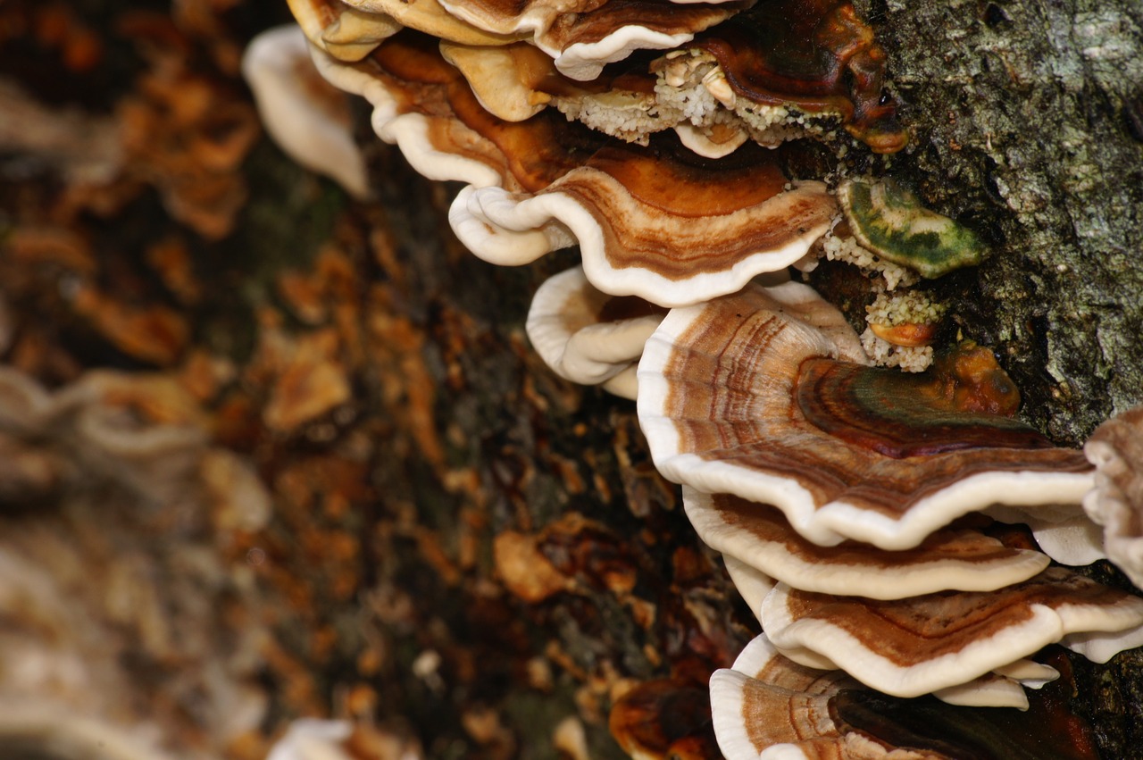 mushrooms colors bark free photo