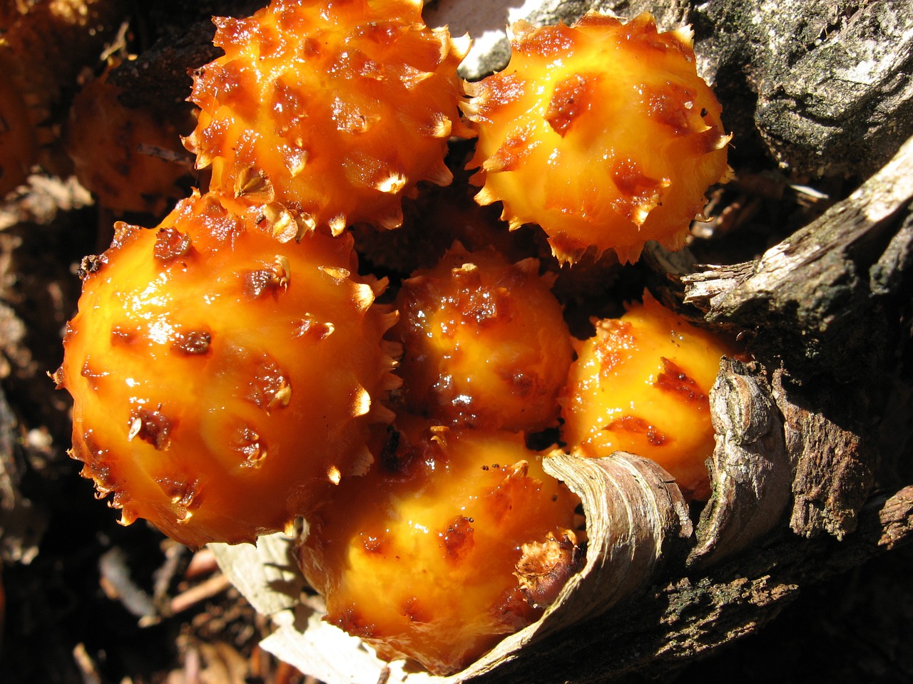 mushrooms fungi nature free photo