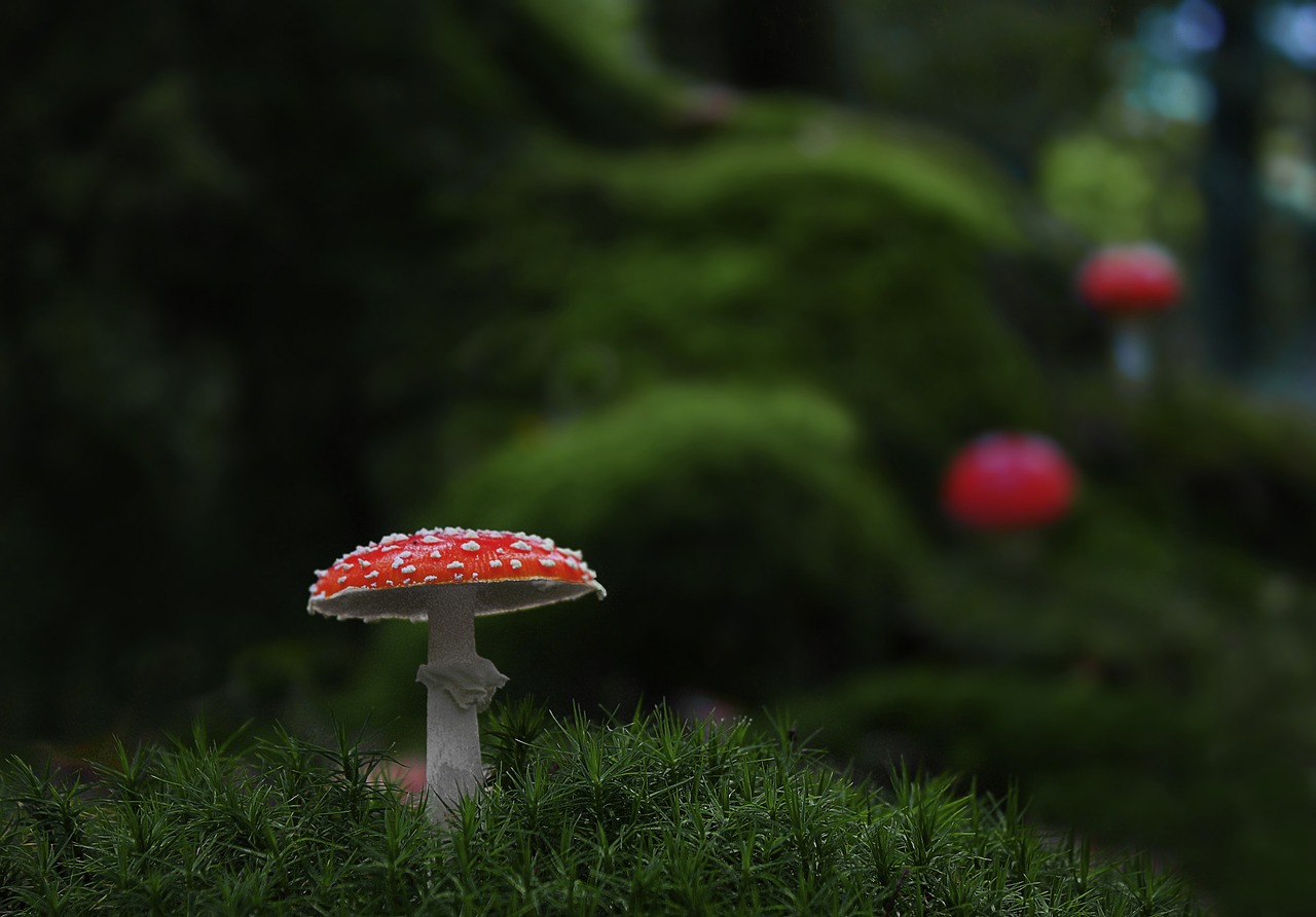 mushrooms forest toxic free photo