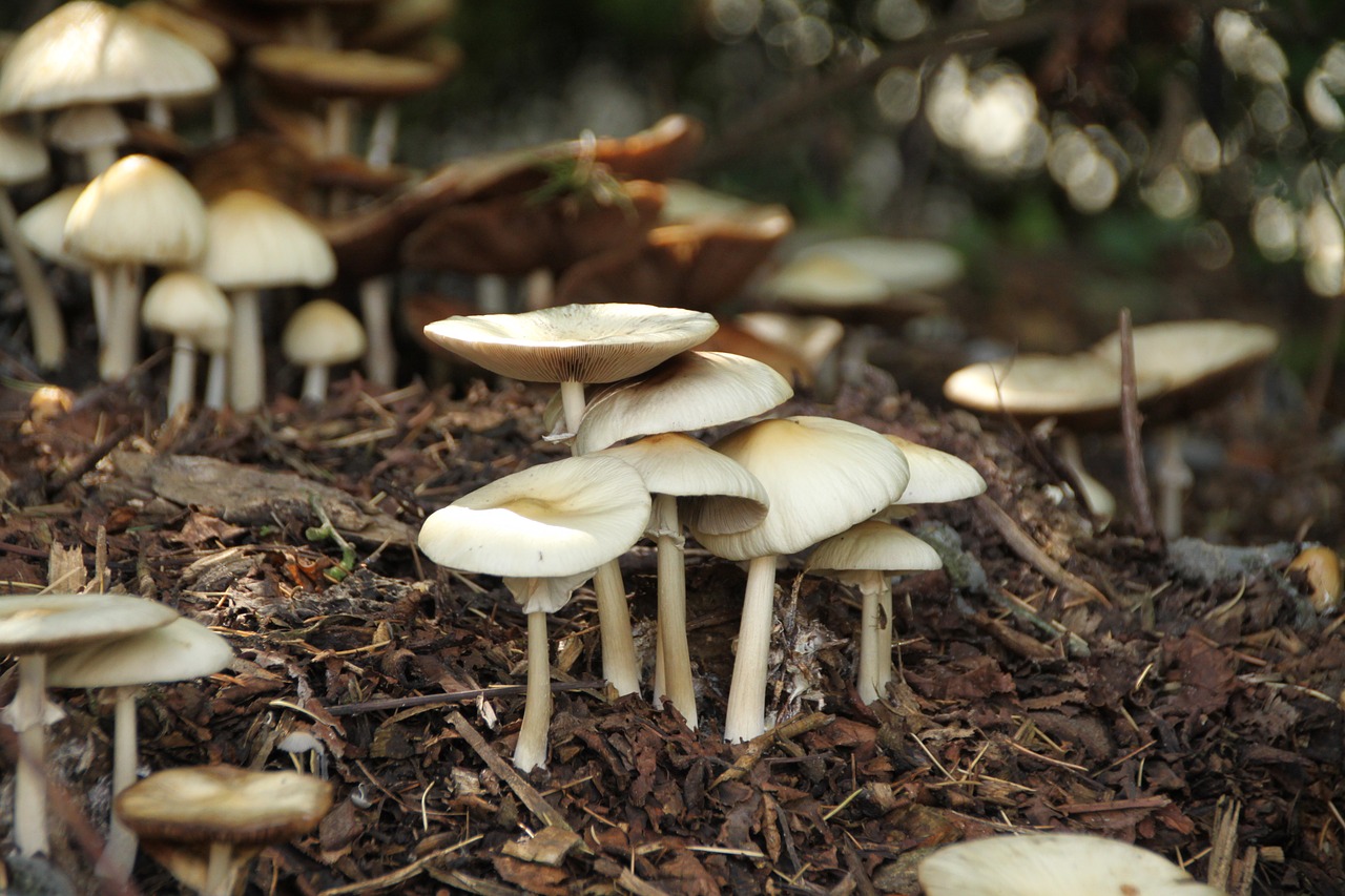 mushrooms fall nature free photo