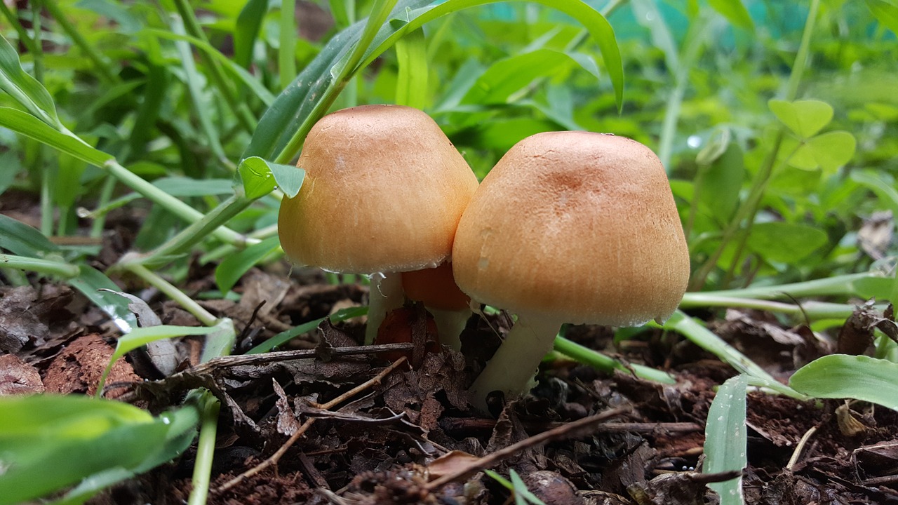 mushrooms toadstool grass free photo