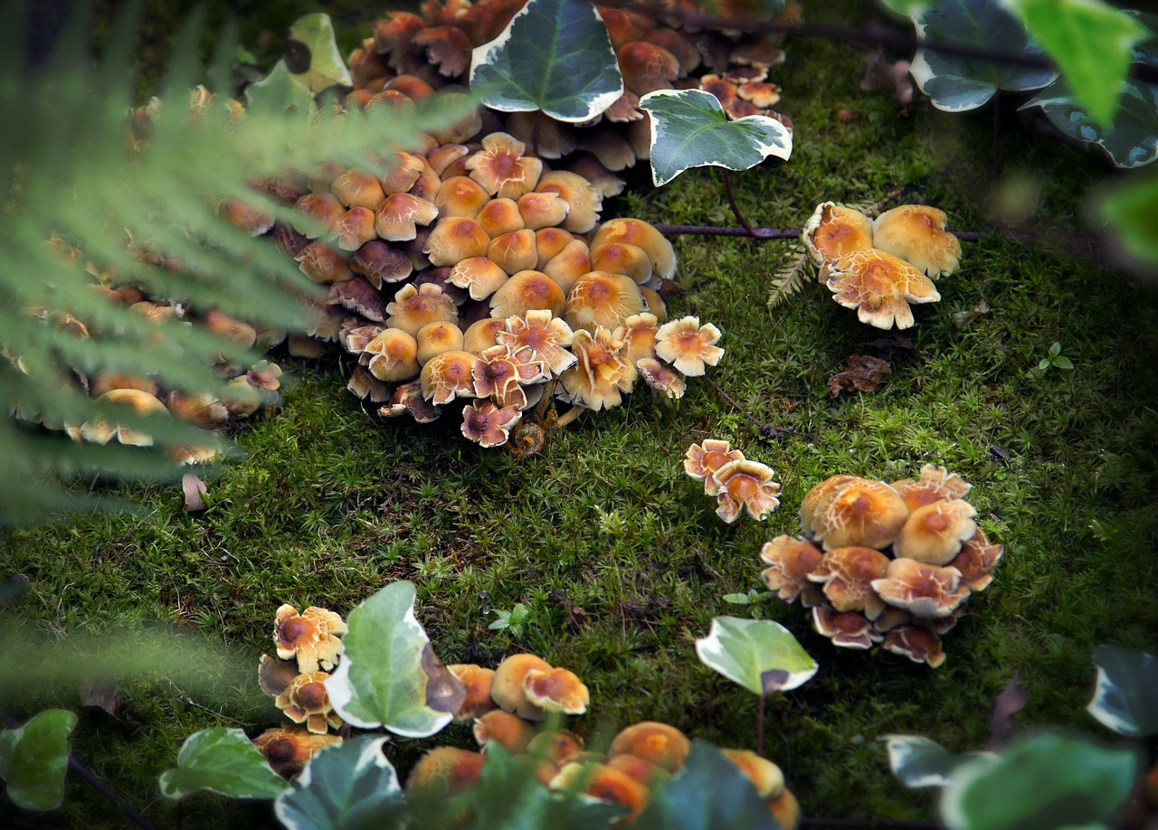 mushrooms nature natural free photo