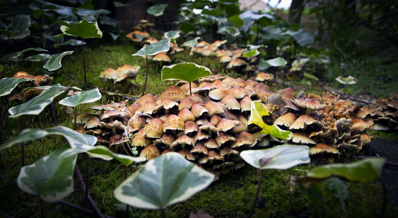 mushrooms forest plant free photo