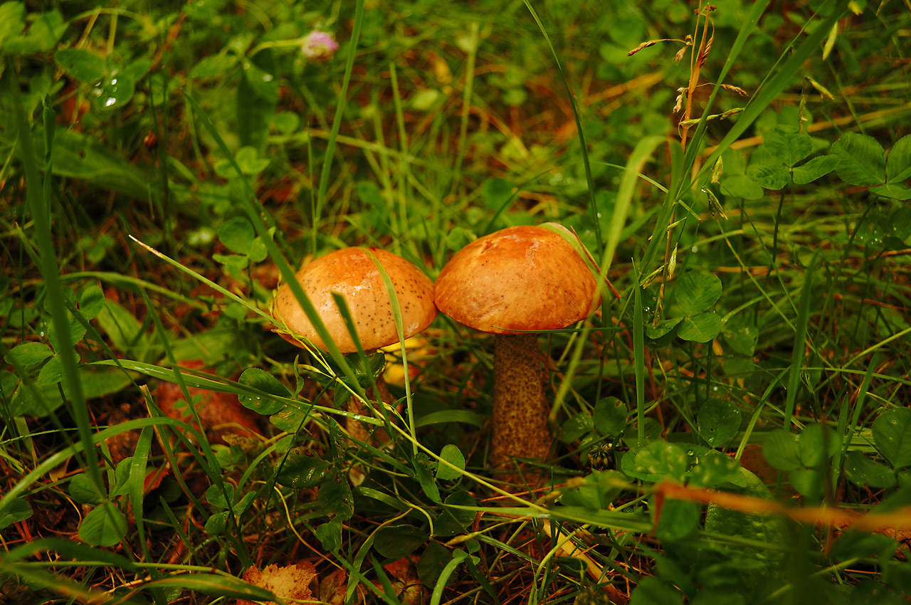 mushrooms background summer free photo