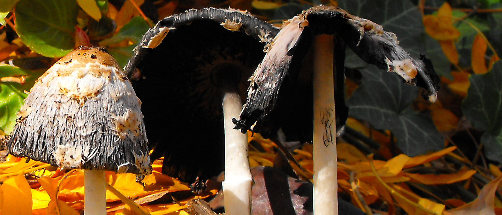 mushroom mushrooms outdoors free photo