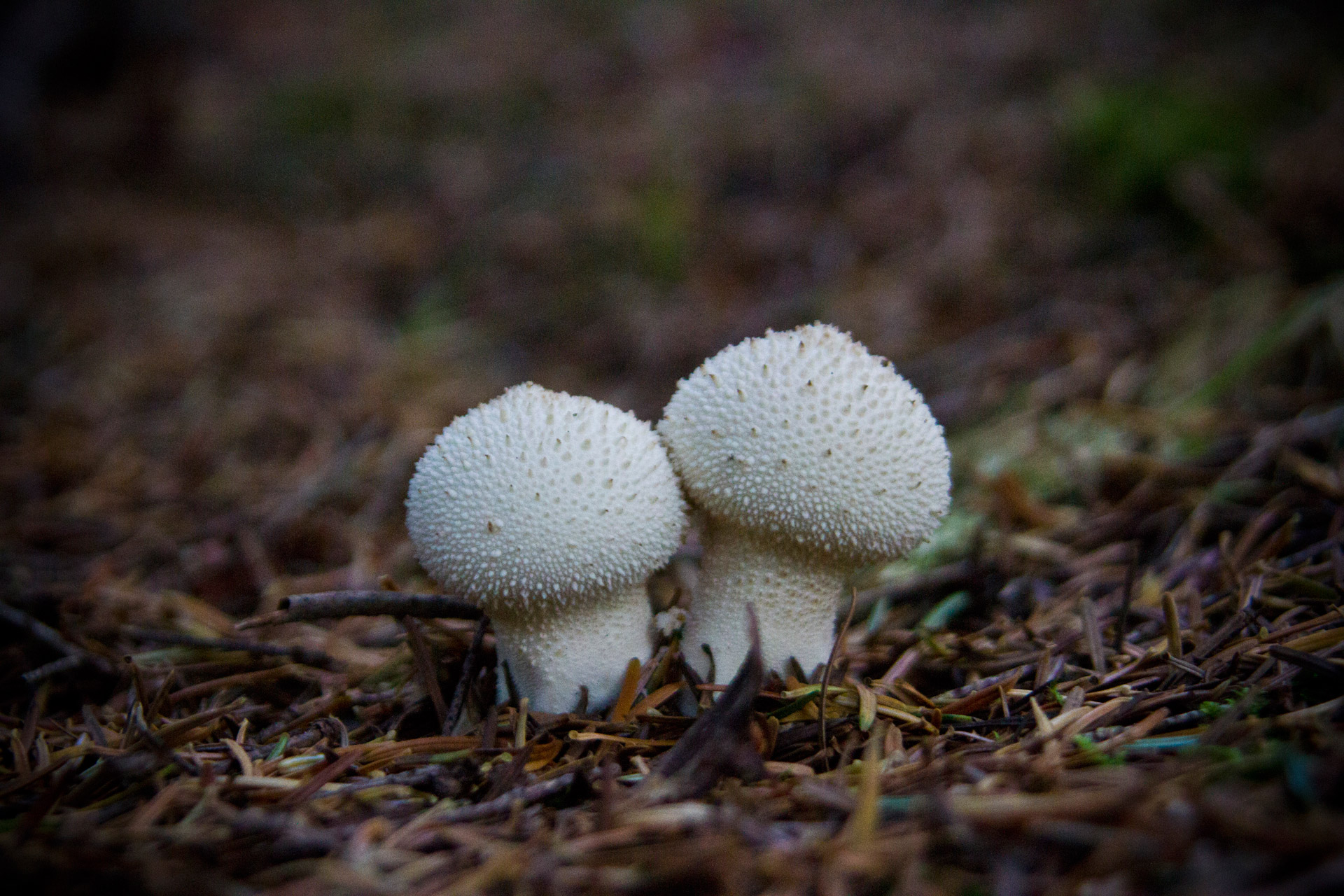 mushroom couple two free photo