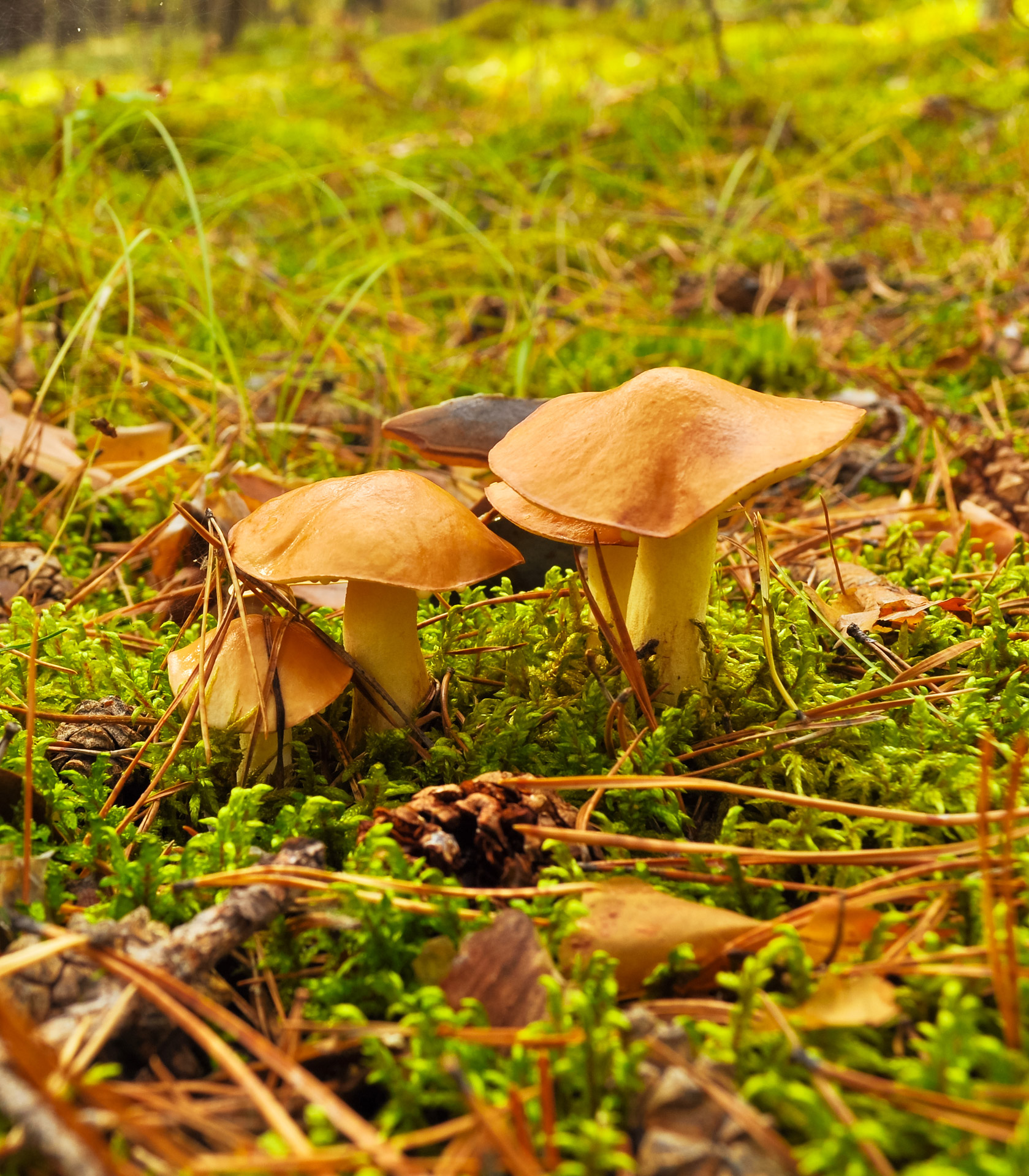mushrooms nature edible free photo