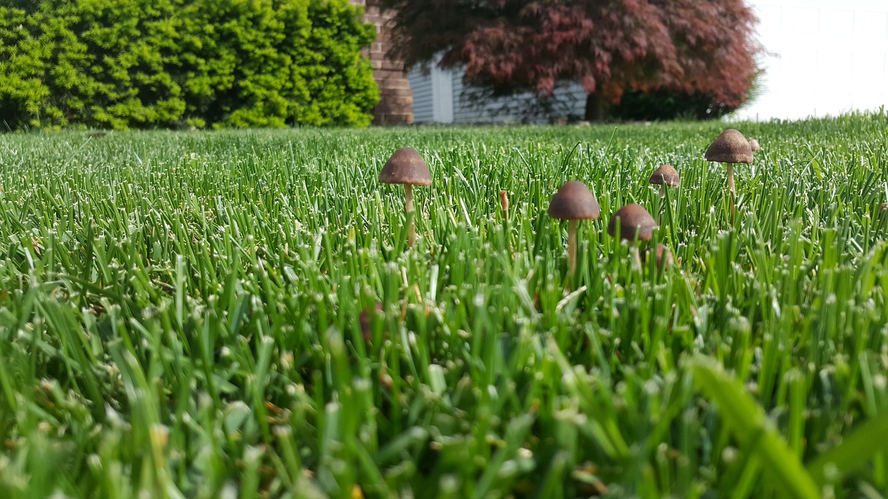 mushrooms grass outdoor free photo