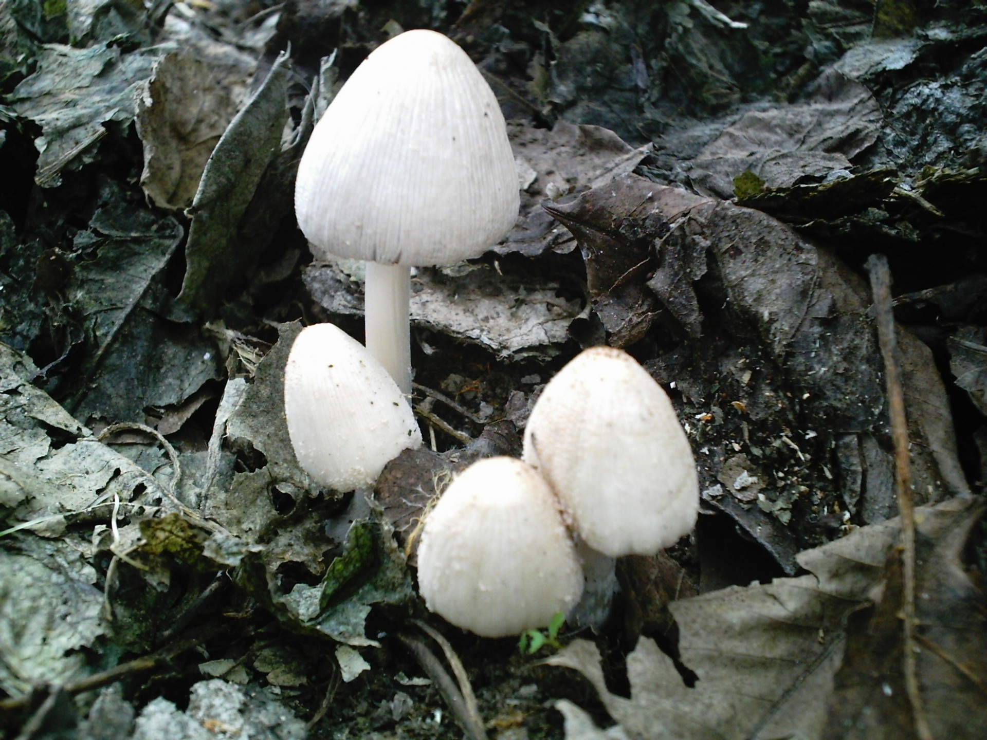 mushrooms foliage autumn free photo