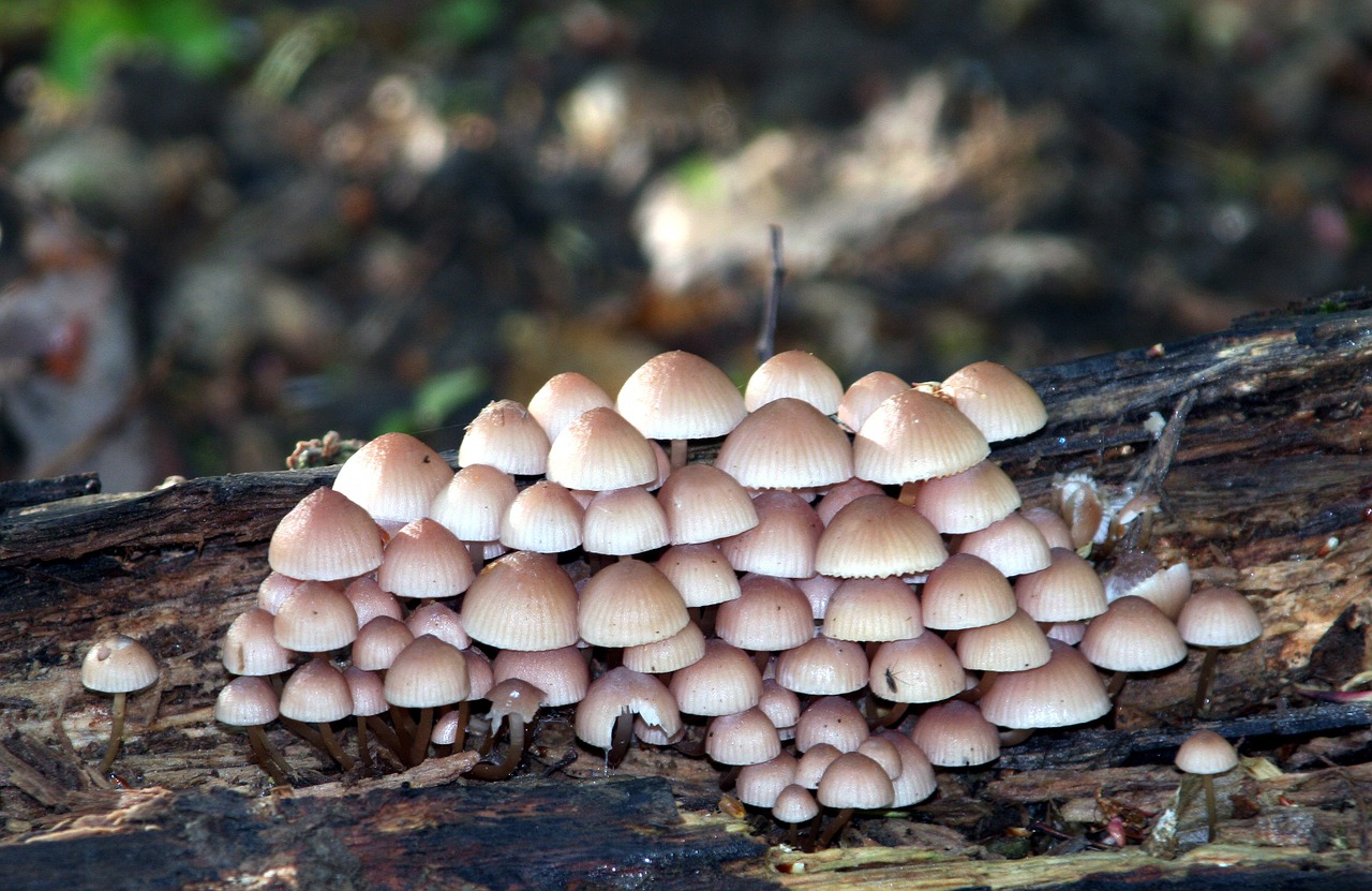 mushrooms forest nature free photo