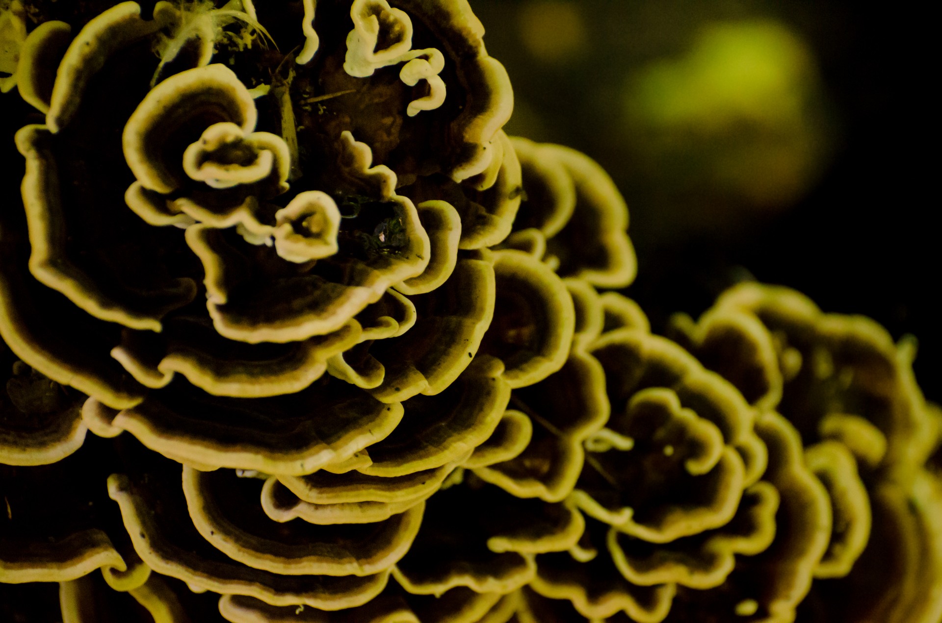 mushrooms forest polyps free photo