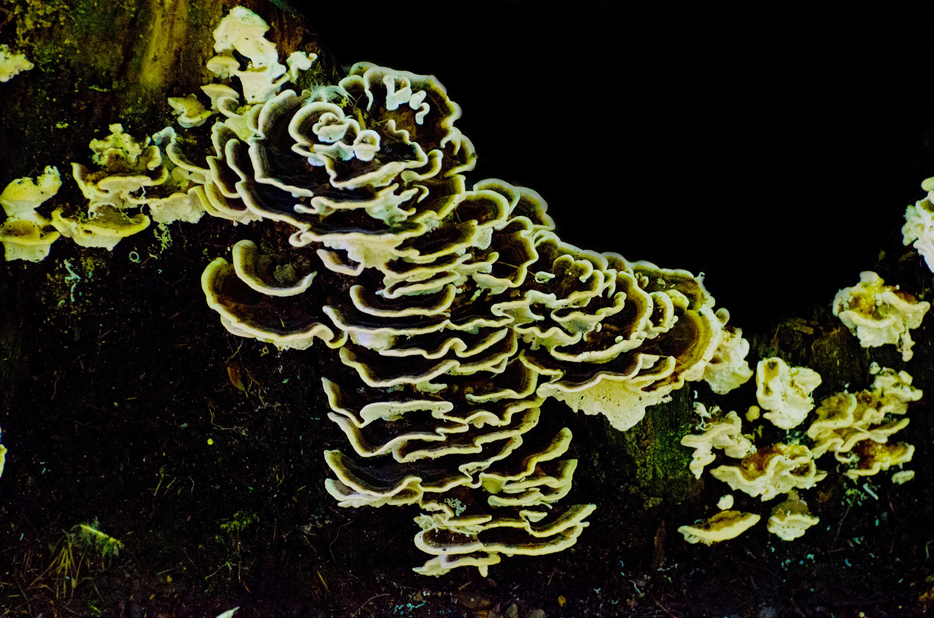 mushrooms forest polyps free photo