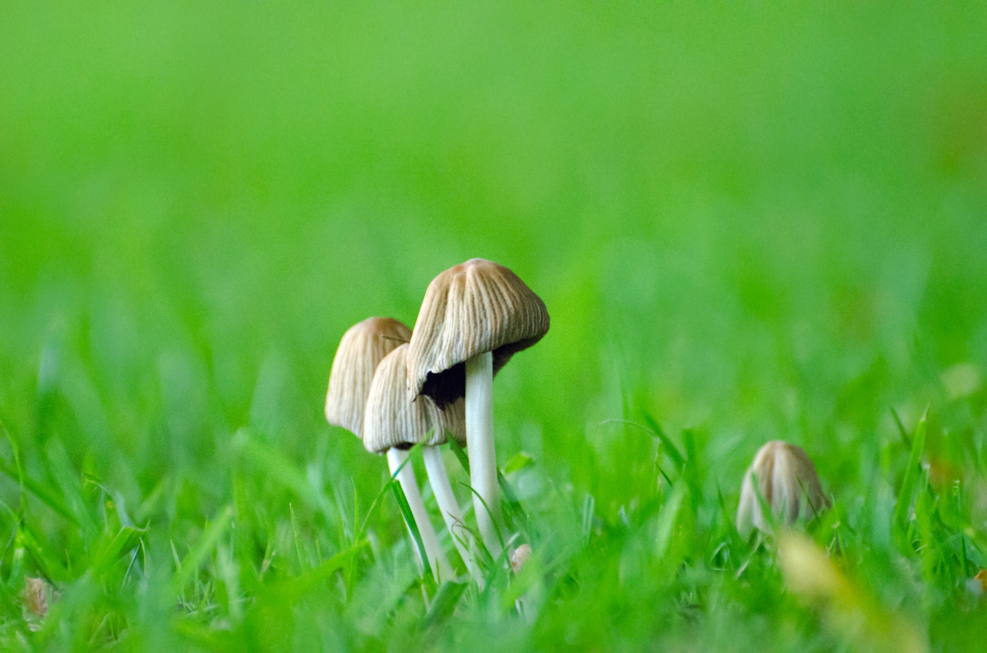 mushrooms grass seasons free photo