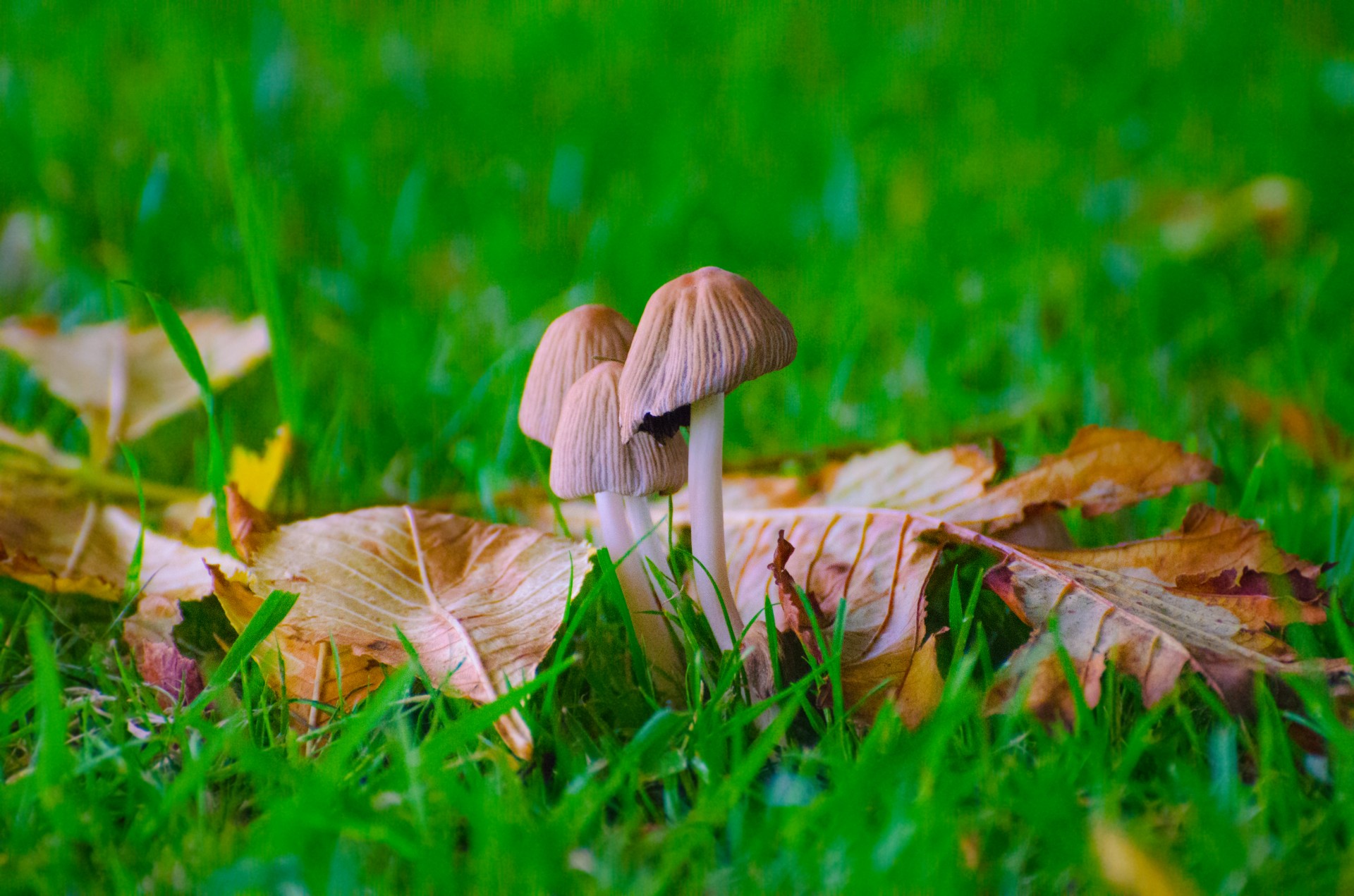 mushrooms grass seasons free photo