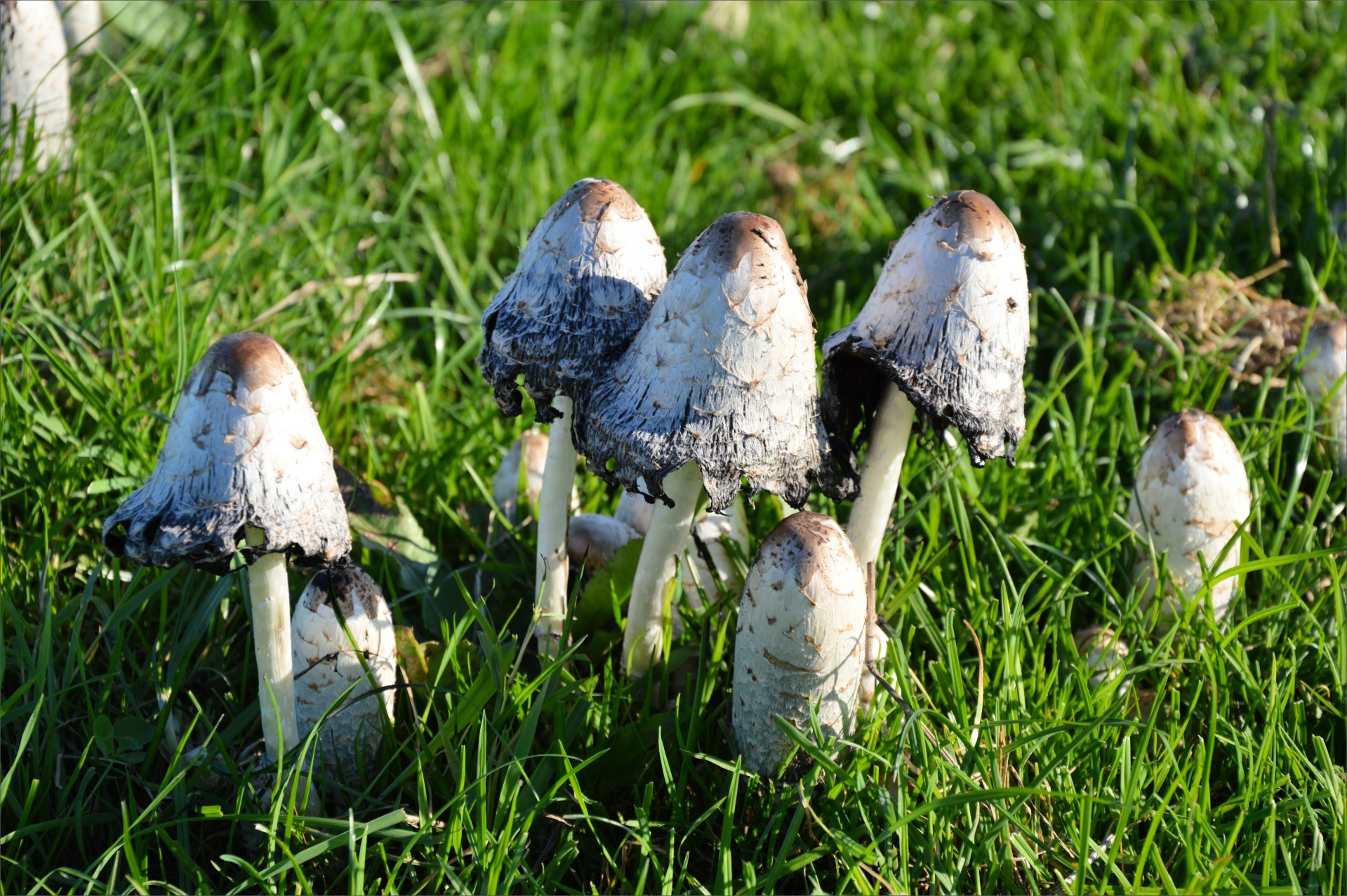 mushroom nature plant free photo