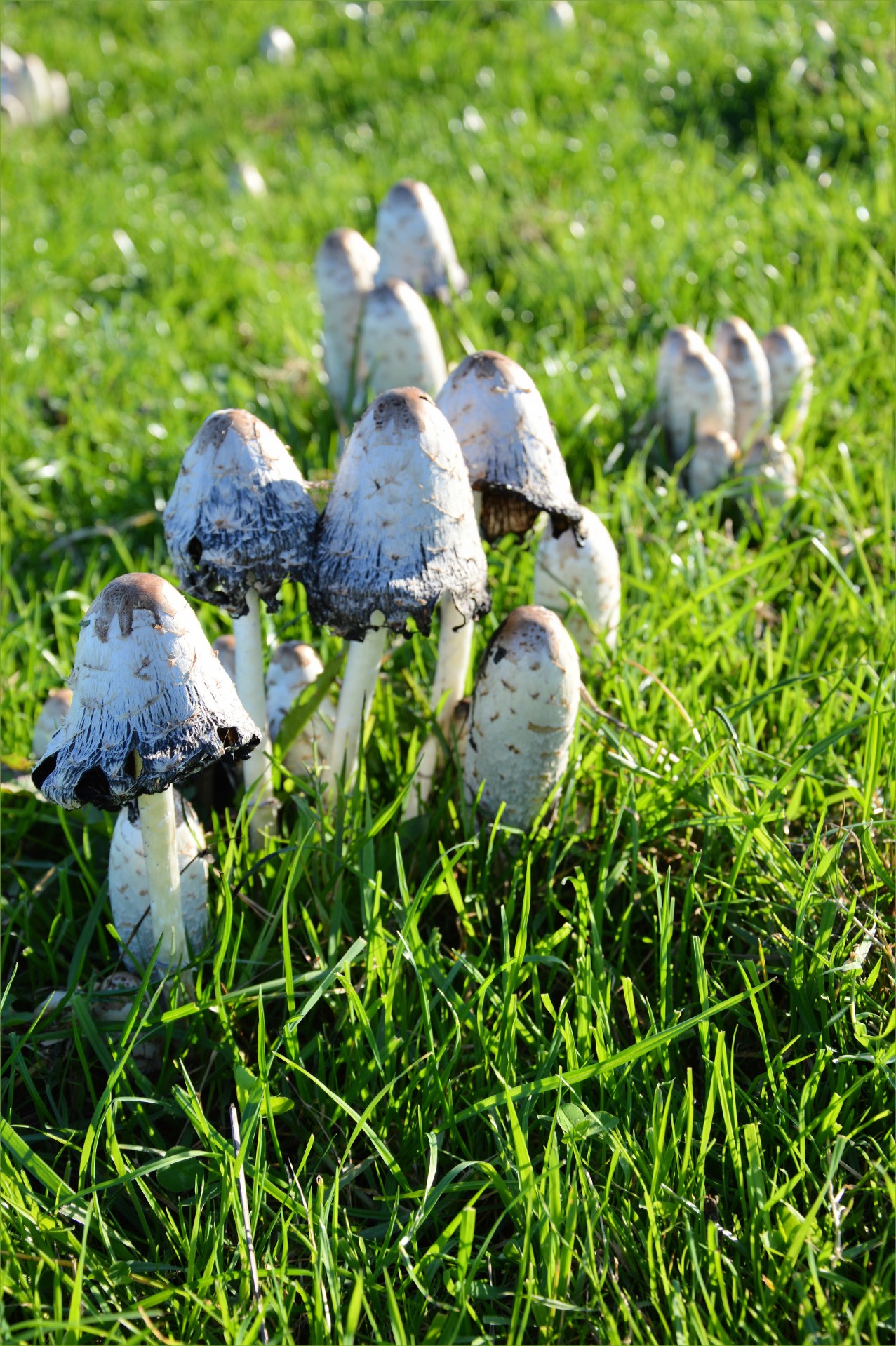 mushroom nature plant free photo