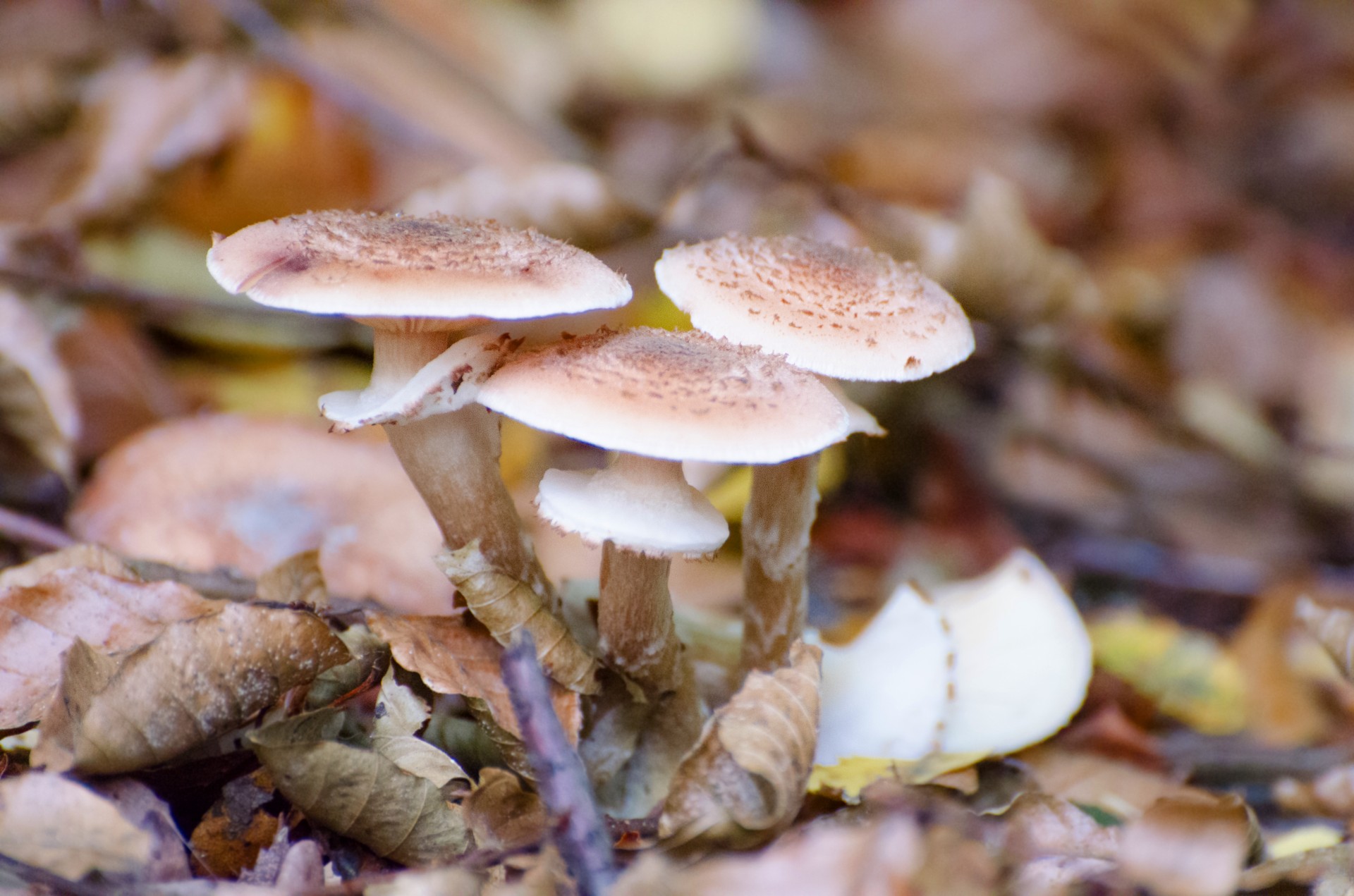 mushrooms seasons autumn free photo