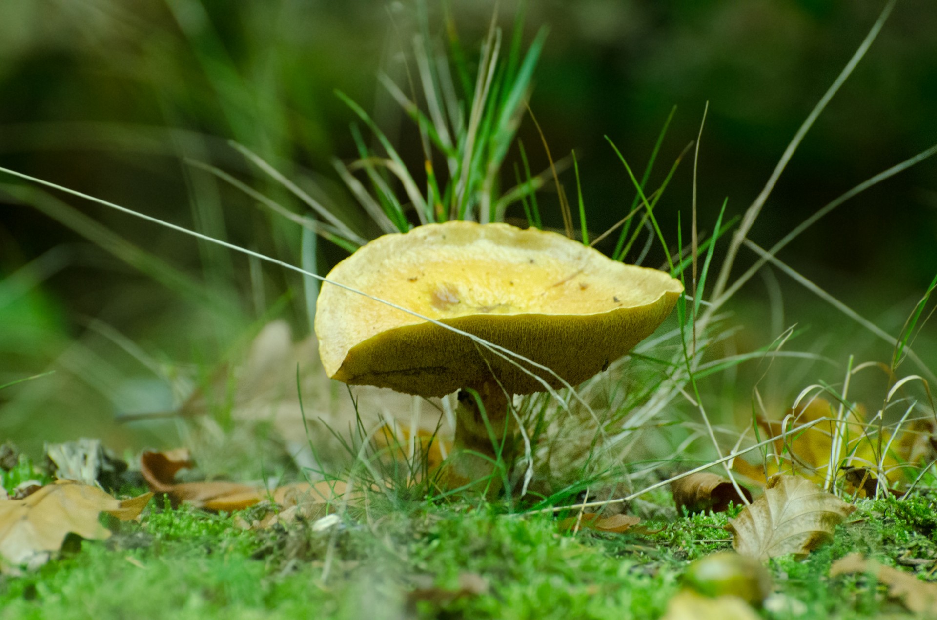 mushrooms seasons autumn free photo