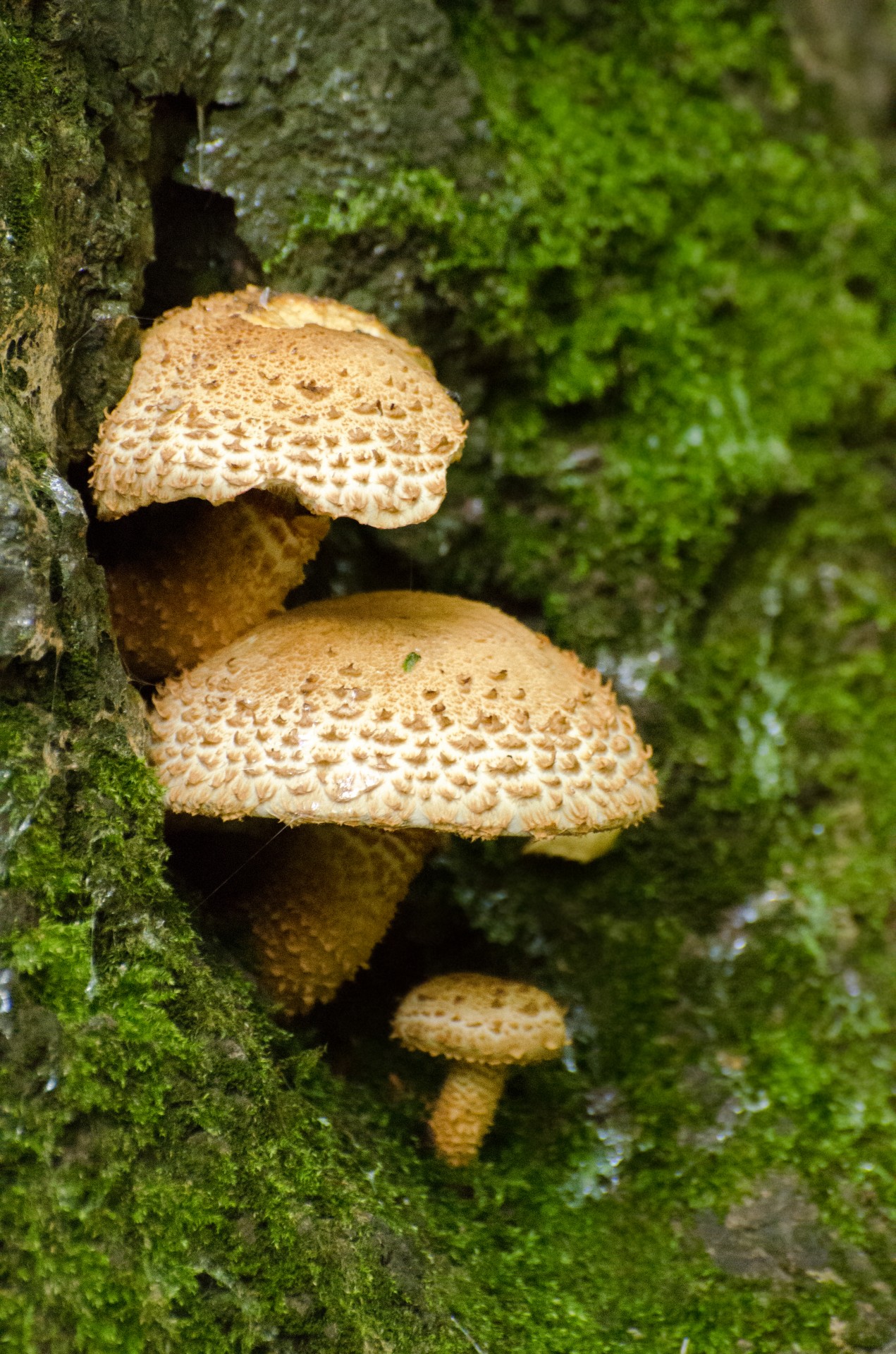 mushrooms seasons autumn free photo