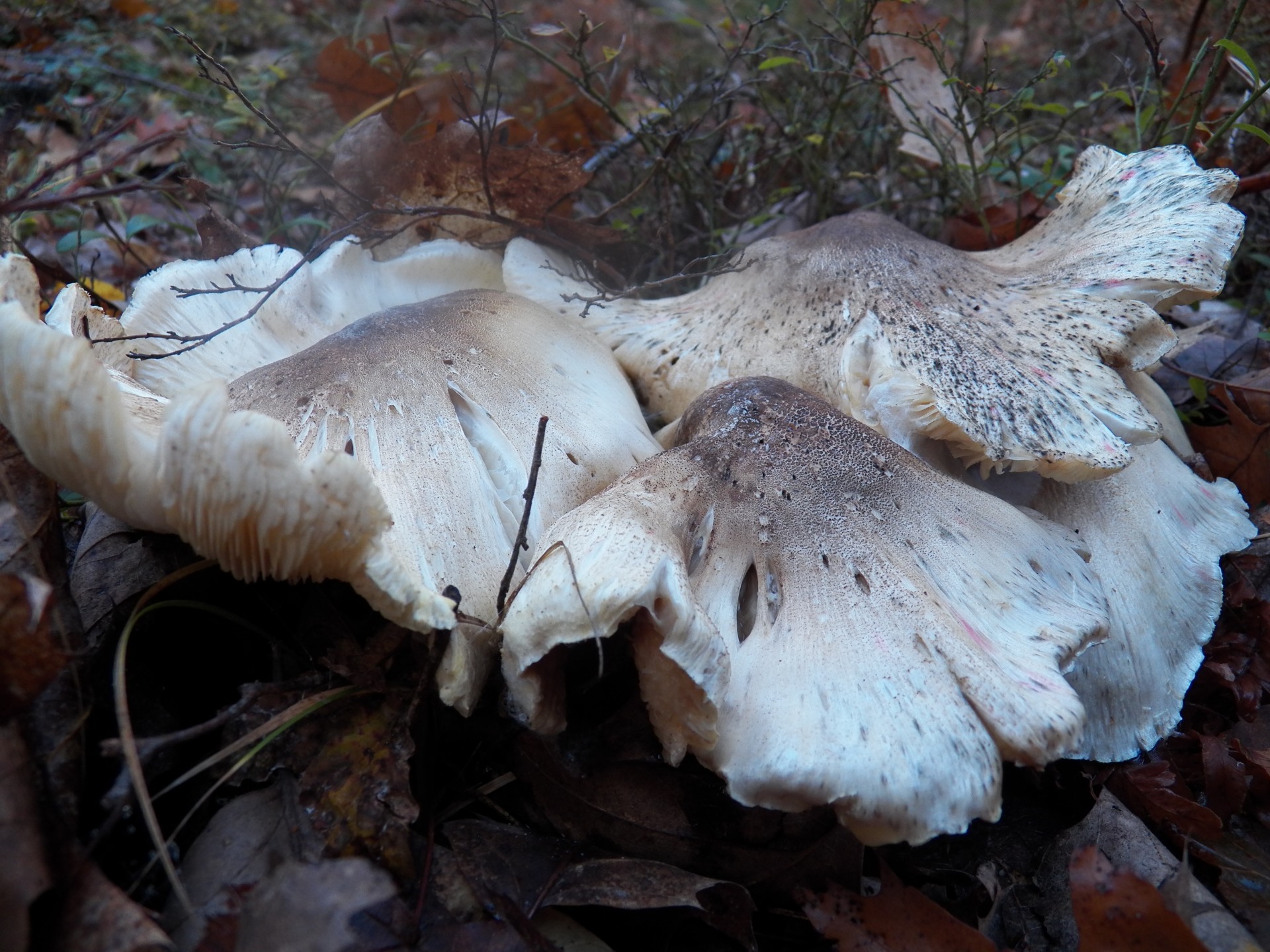 mushroom mushrooms toadstool free photo