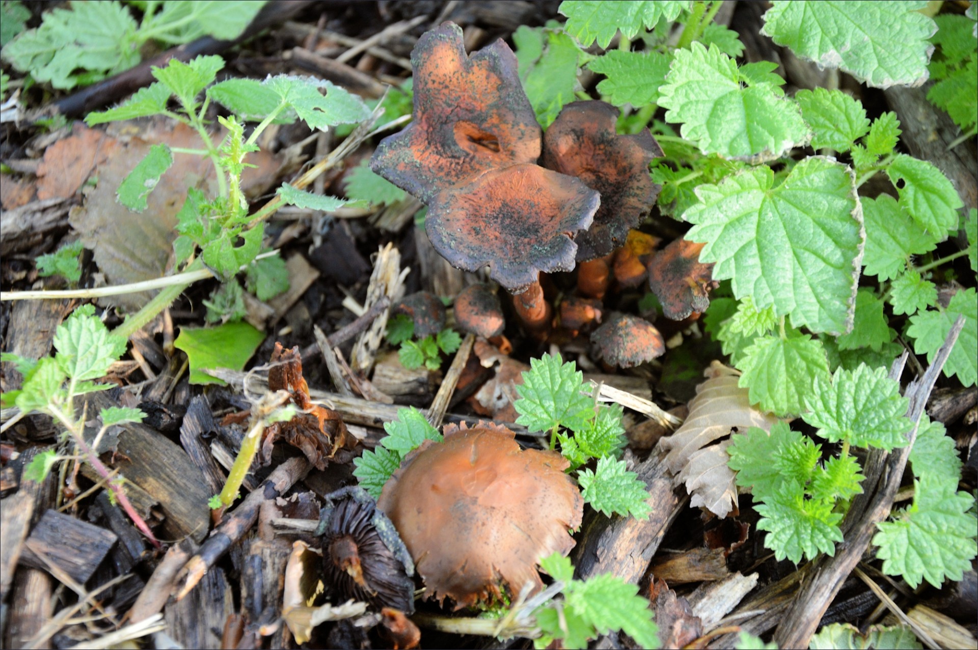 mushroom nature park free photo