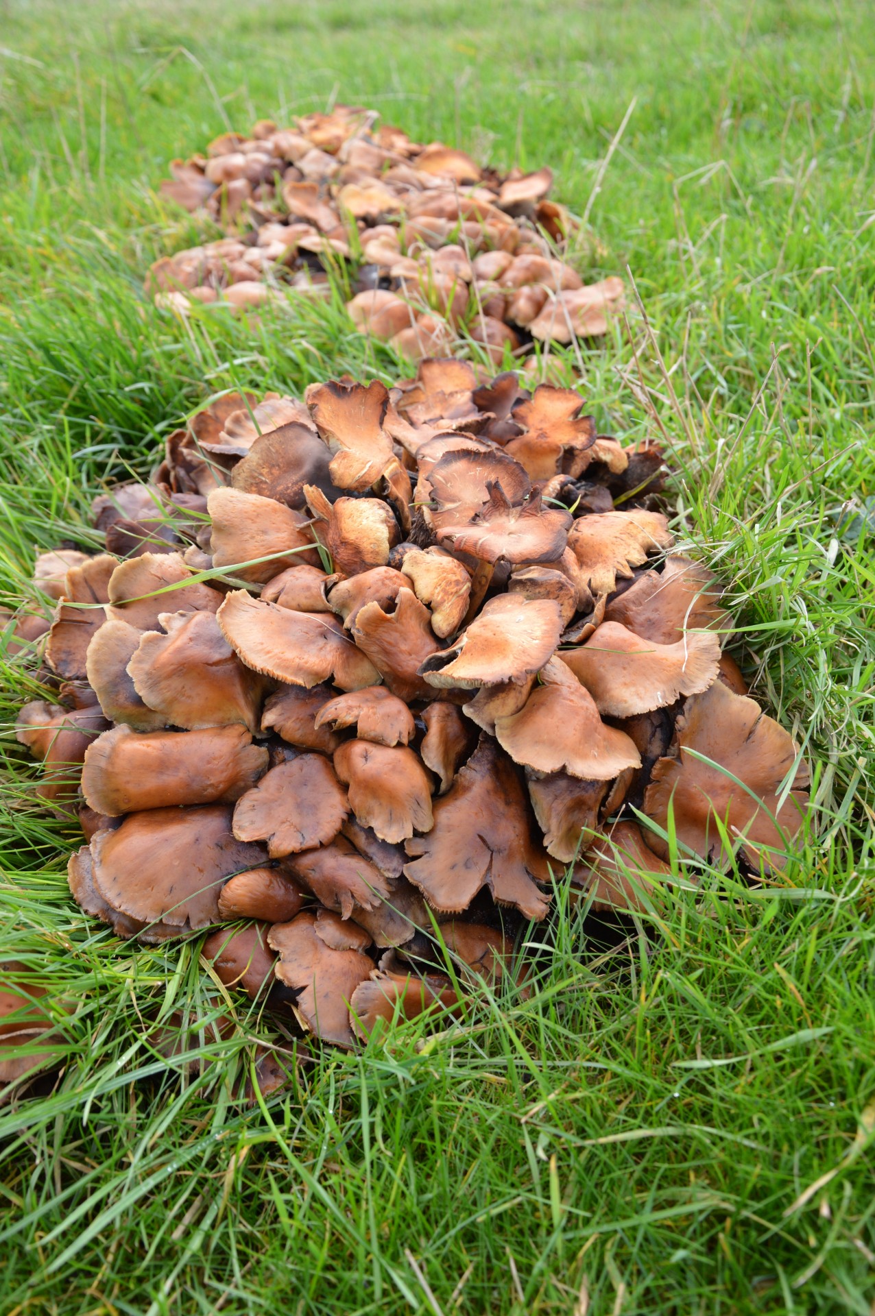 nature mushroom plant free photo