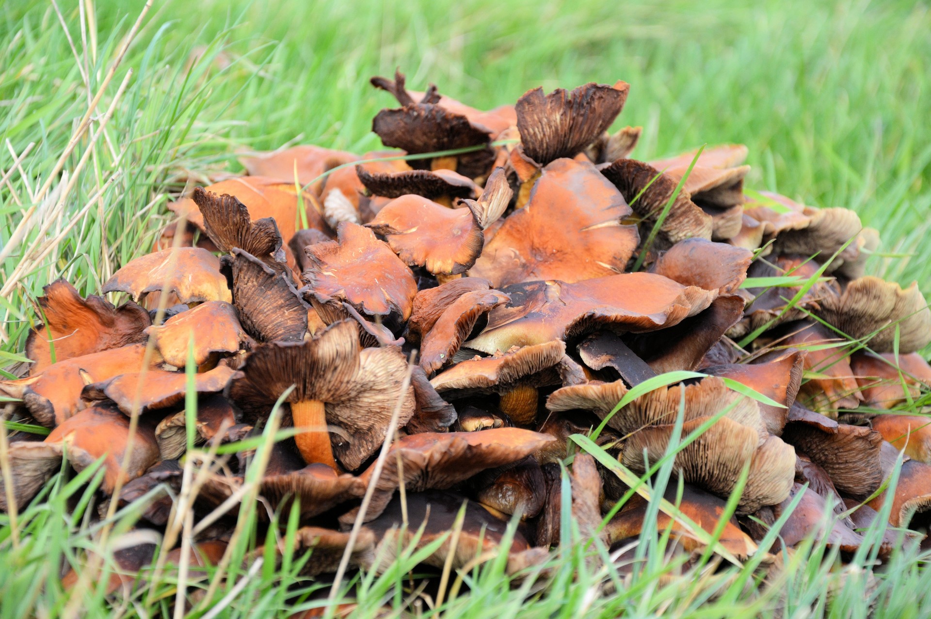 mushroom nature plant free photo