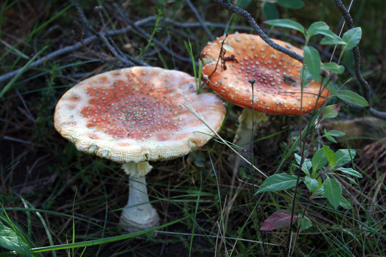 mushrooms red spotted free photo