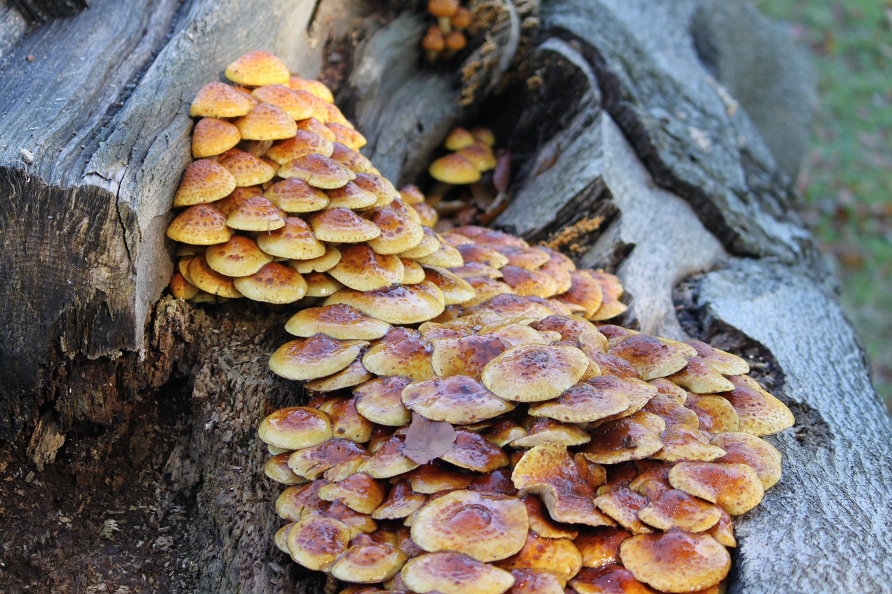 mushrooms nature fungi free photo