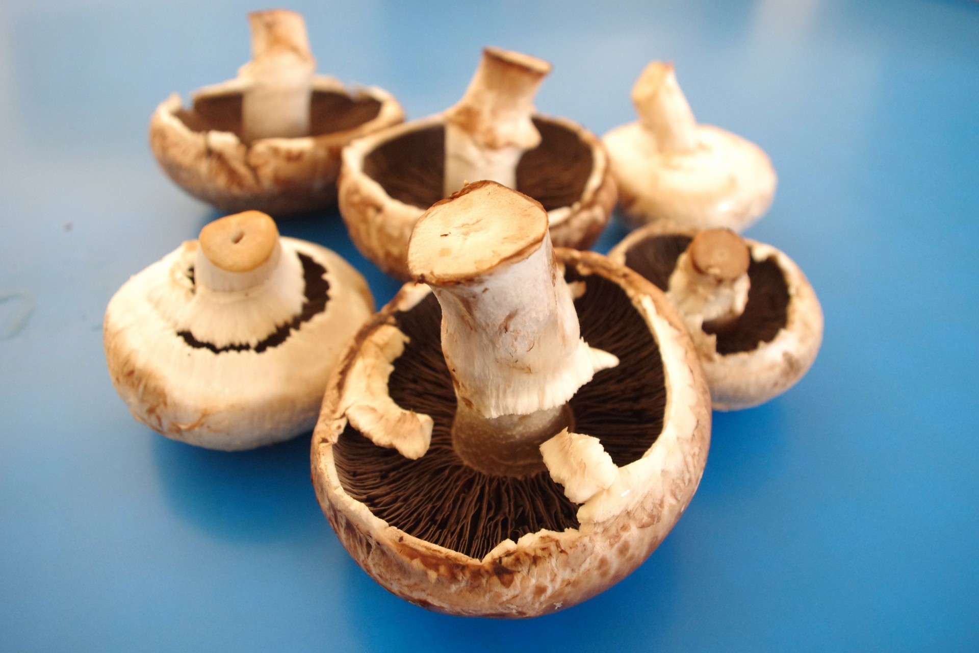 mushrooms food healthy free photo