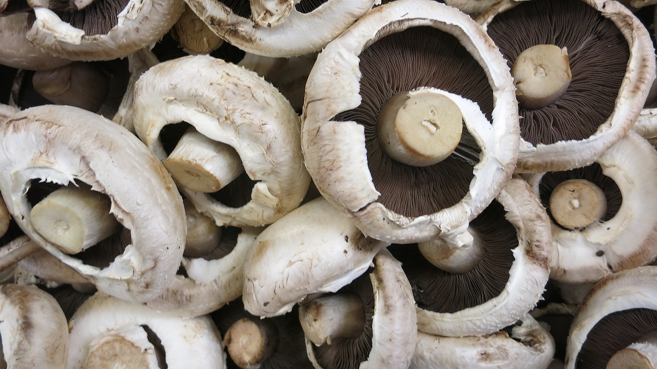 mushrooms button fresh free photo