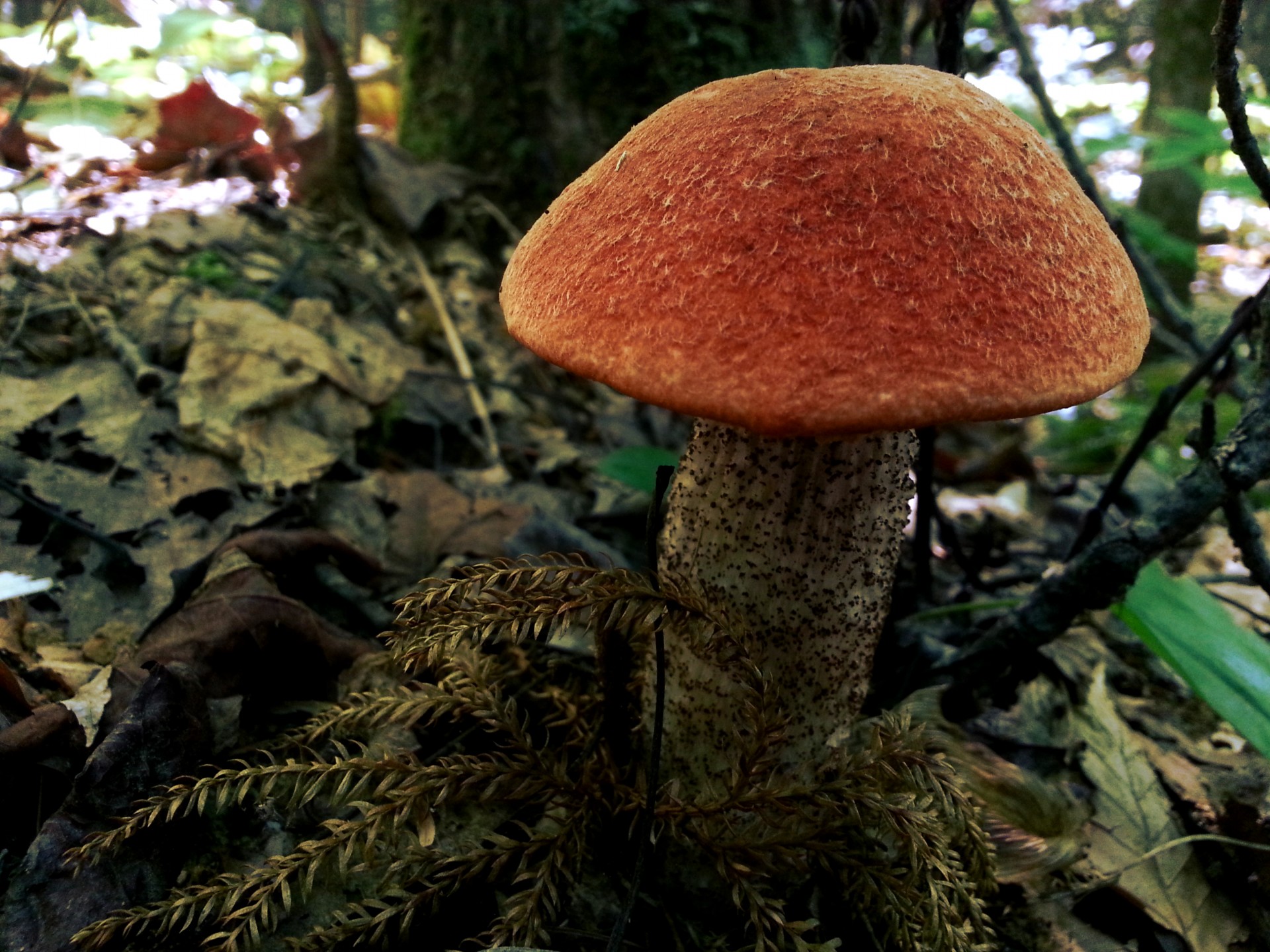 mushrooms mushroom forest free photo