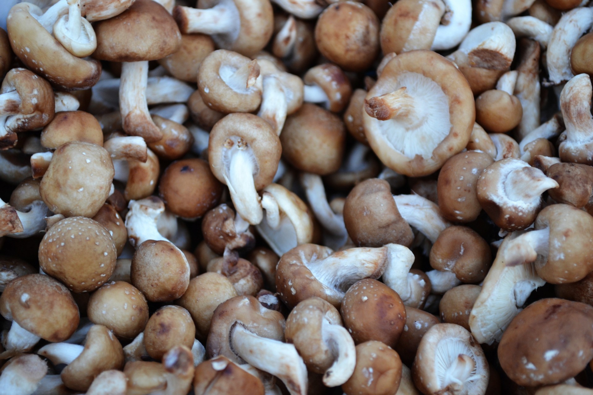 mushroom mushrooms food free photo