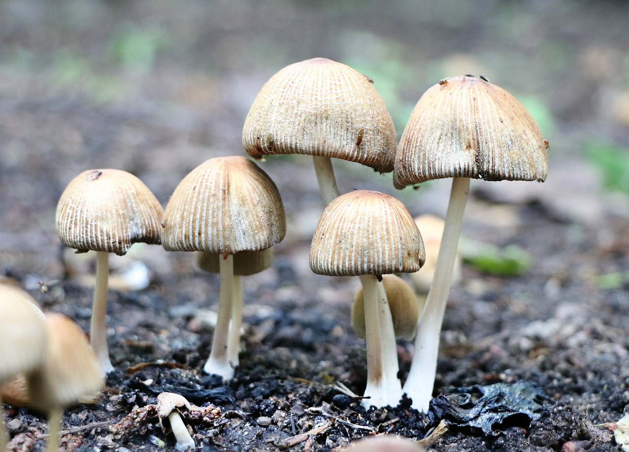 mushrooms toadstool forest free photo