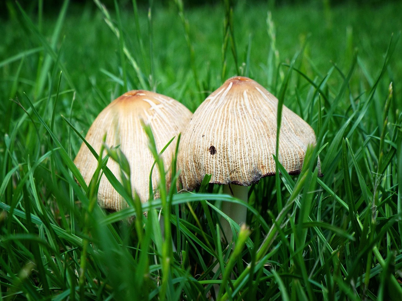 mushrooms garden summer free photo