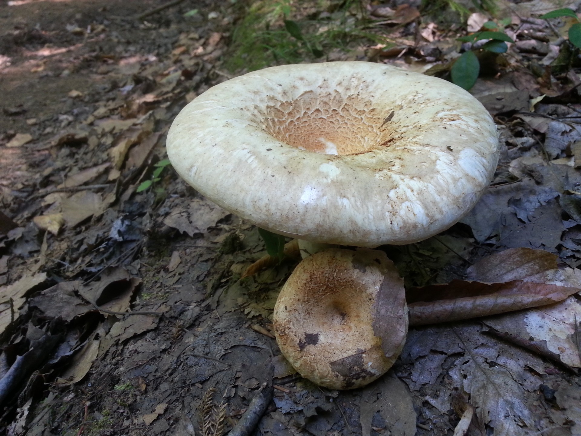 mushroom fungus forest free photo