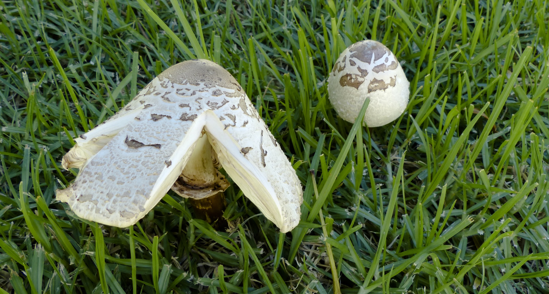 mushrooms autumn background free photo