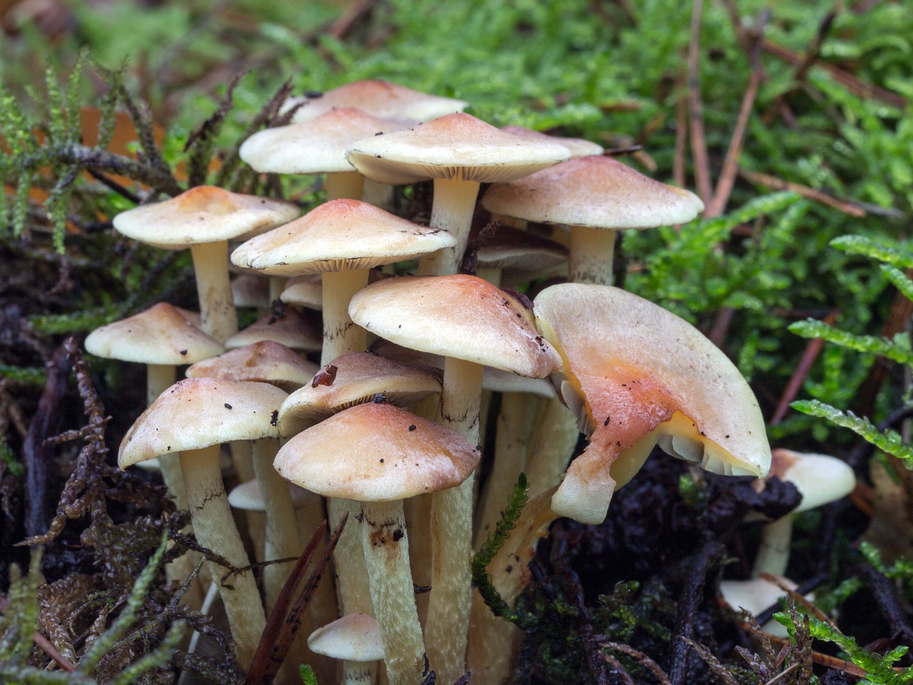 mushrooms forest forest mushrooms free photo