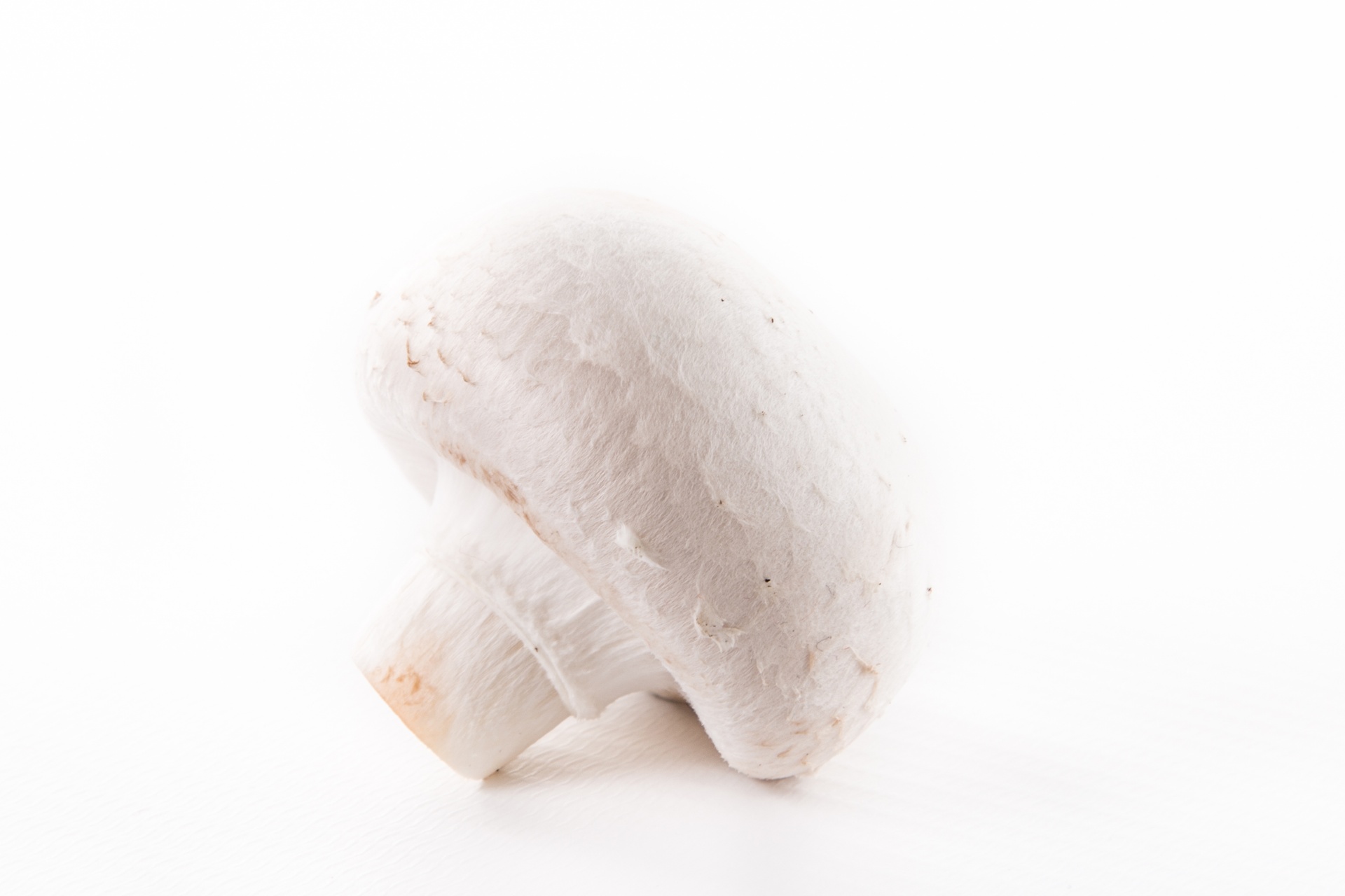 white mushroom closeup free photo