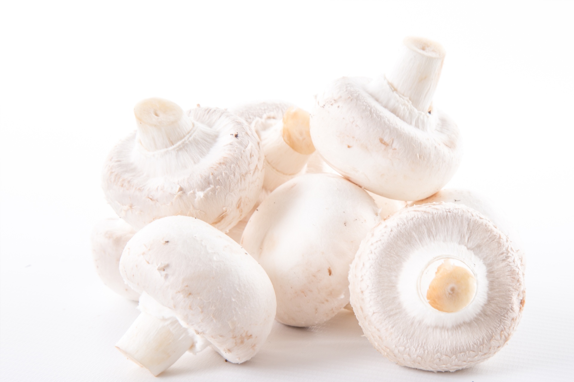 white mushroom closeup free photo