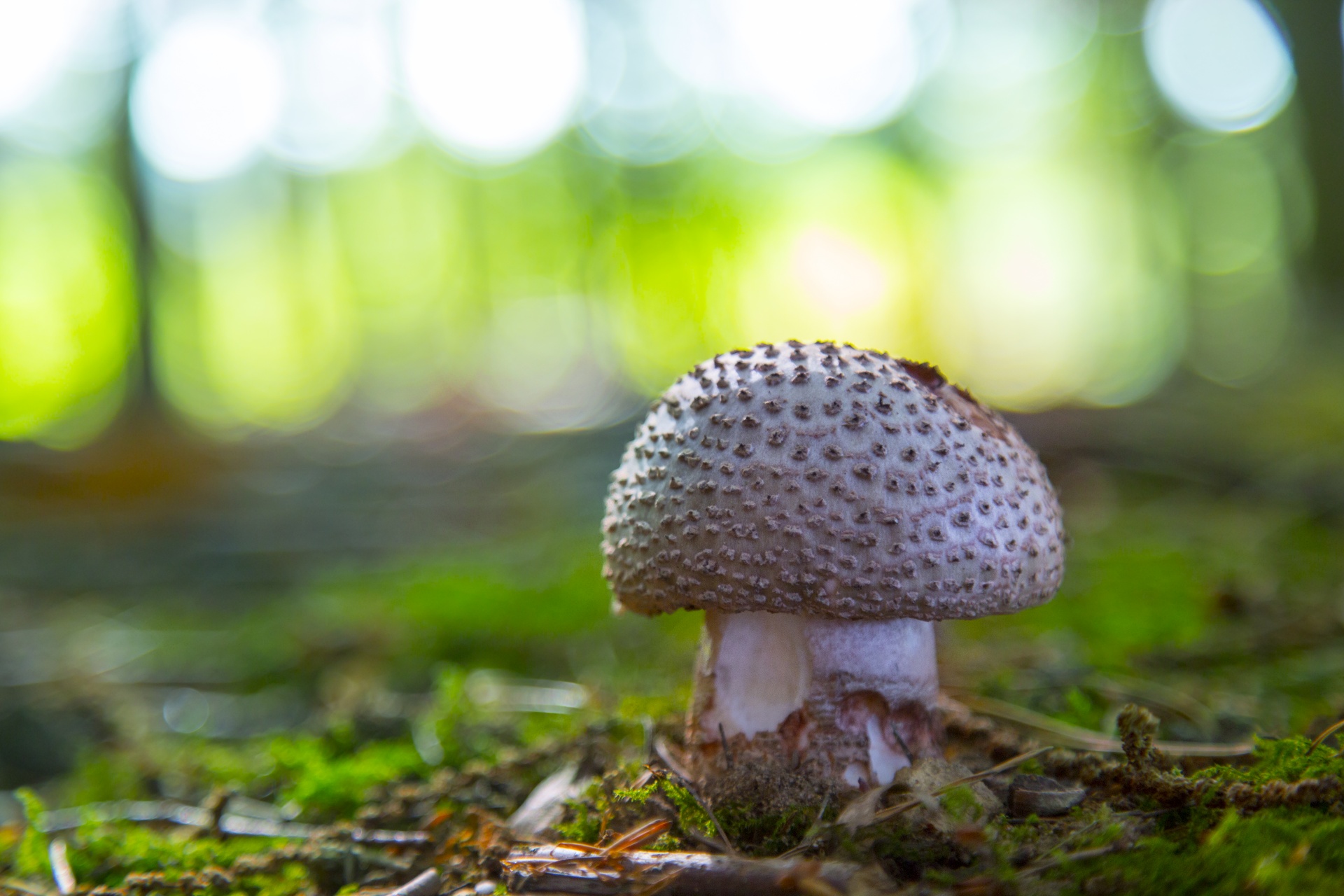 mushroom common meal free photo