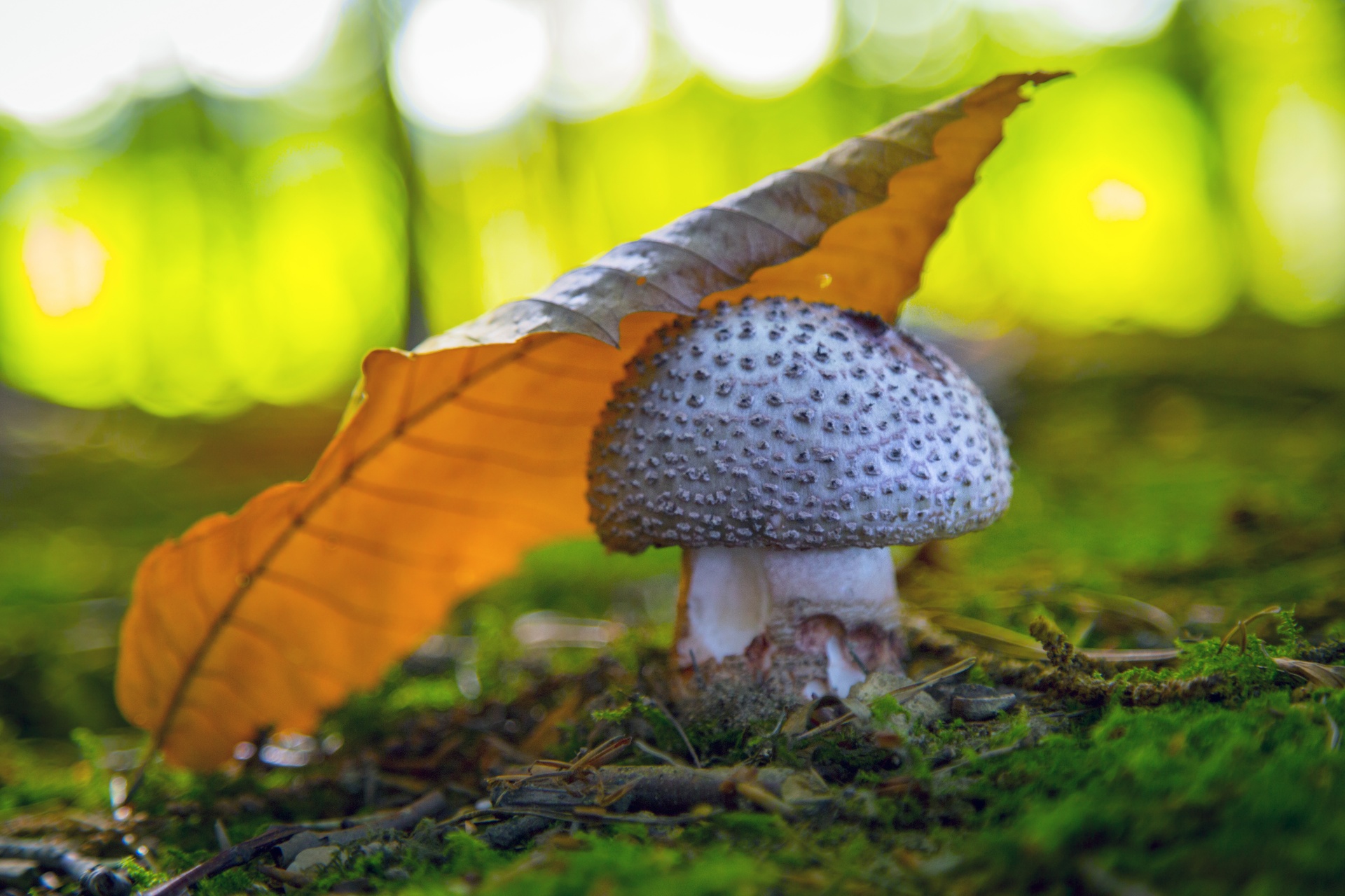 mushroom common meal free photo