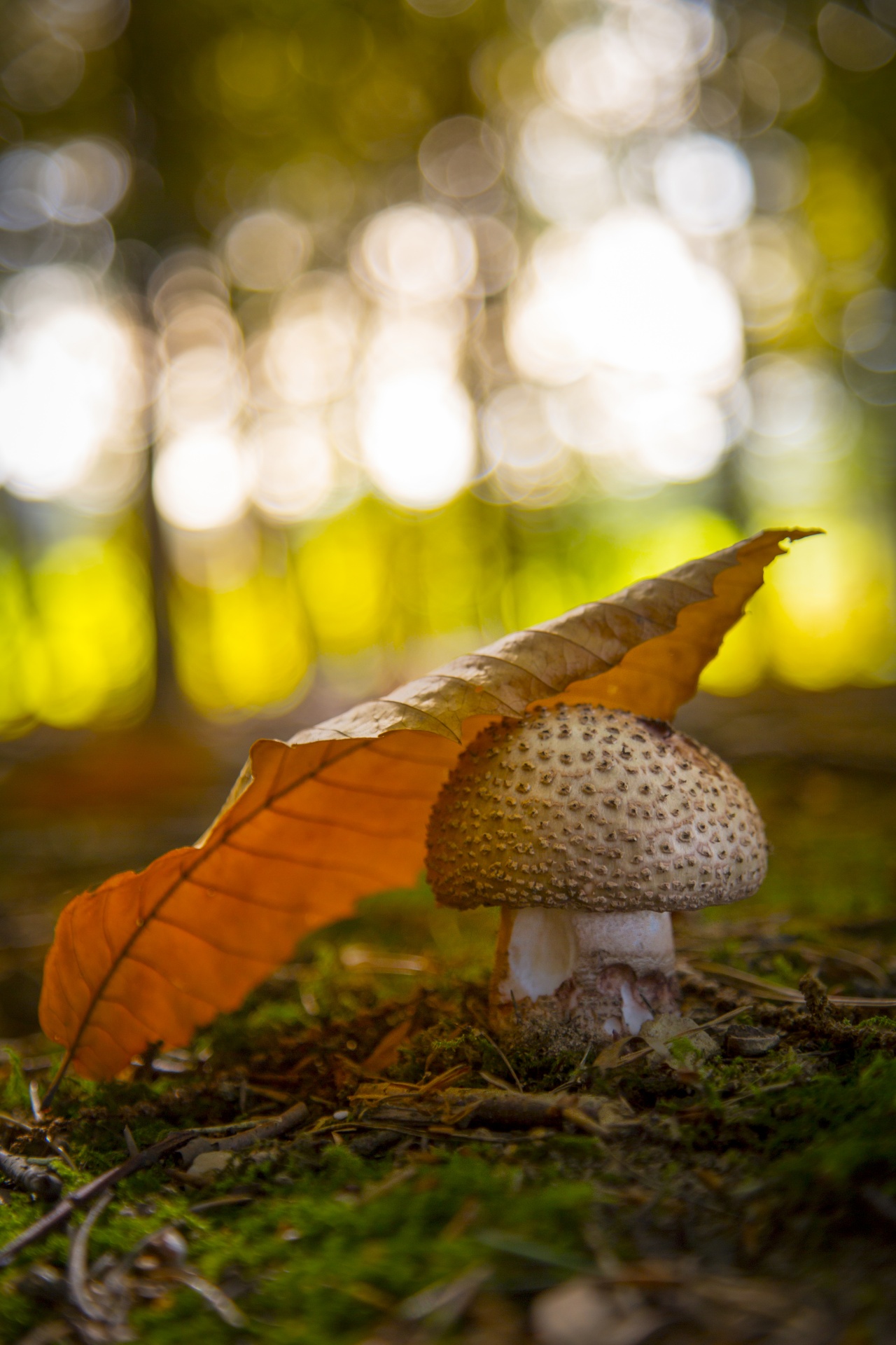 mushroom common meal free photo