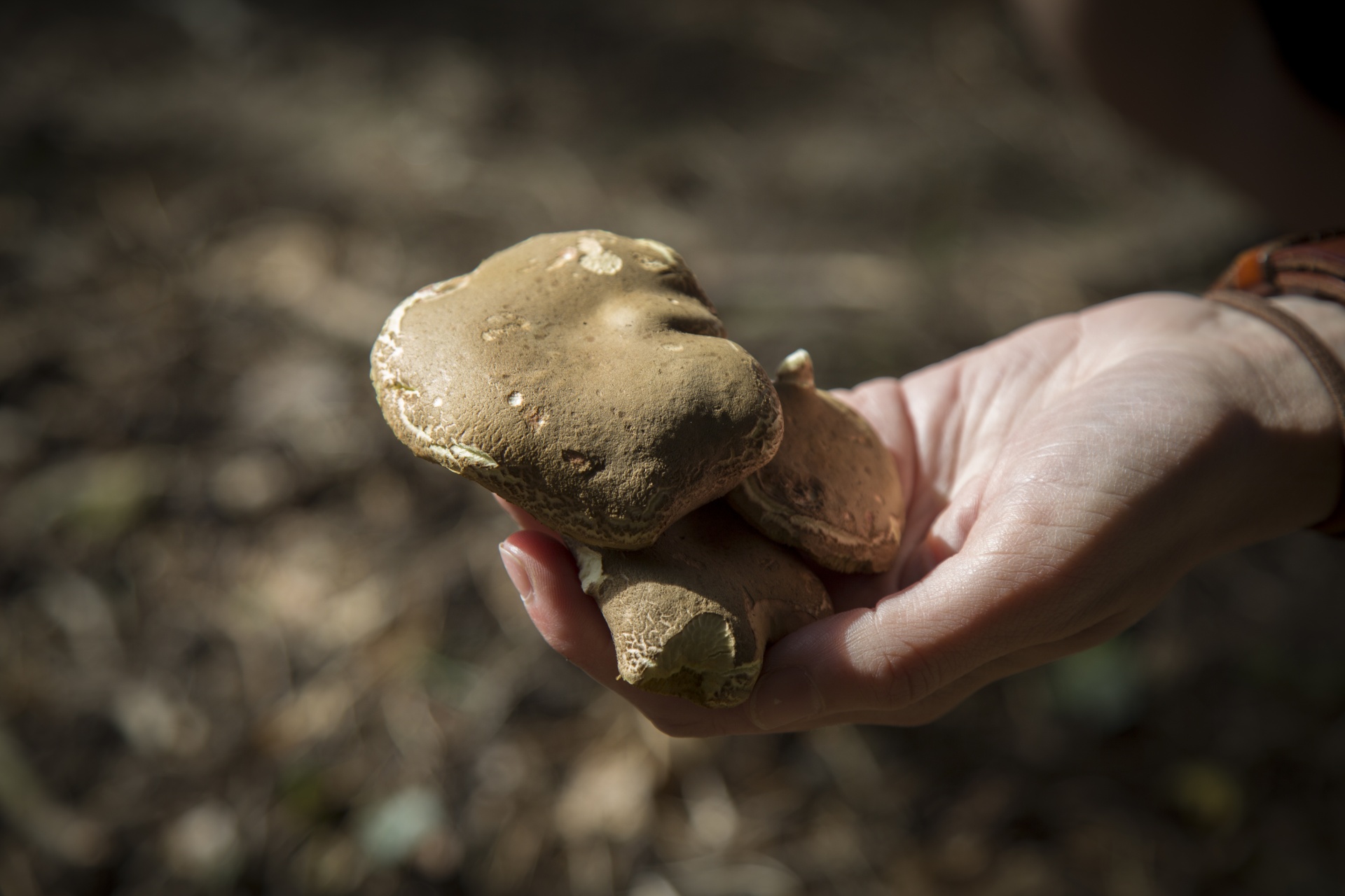 mushroom common meal free photo