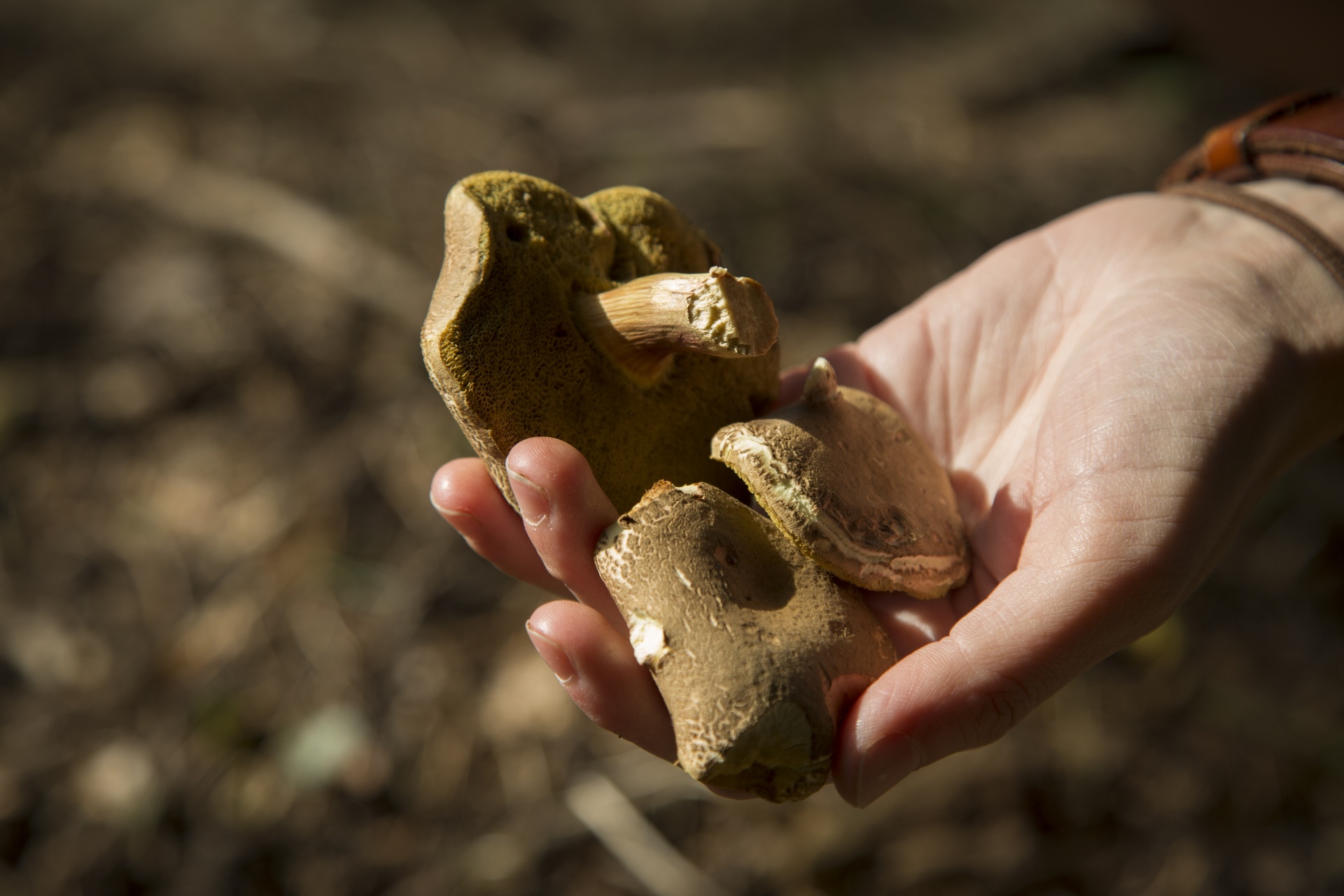 mushroom common meal free photo