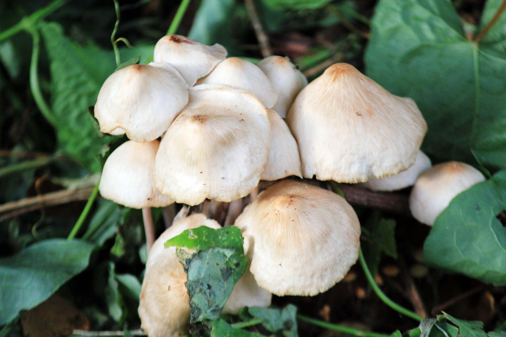 small mushrooms mushrooms white mushrooms free photo