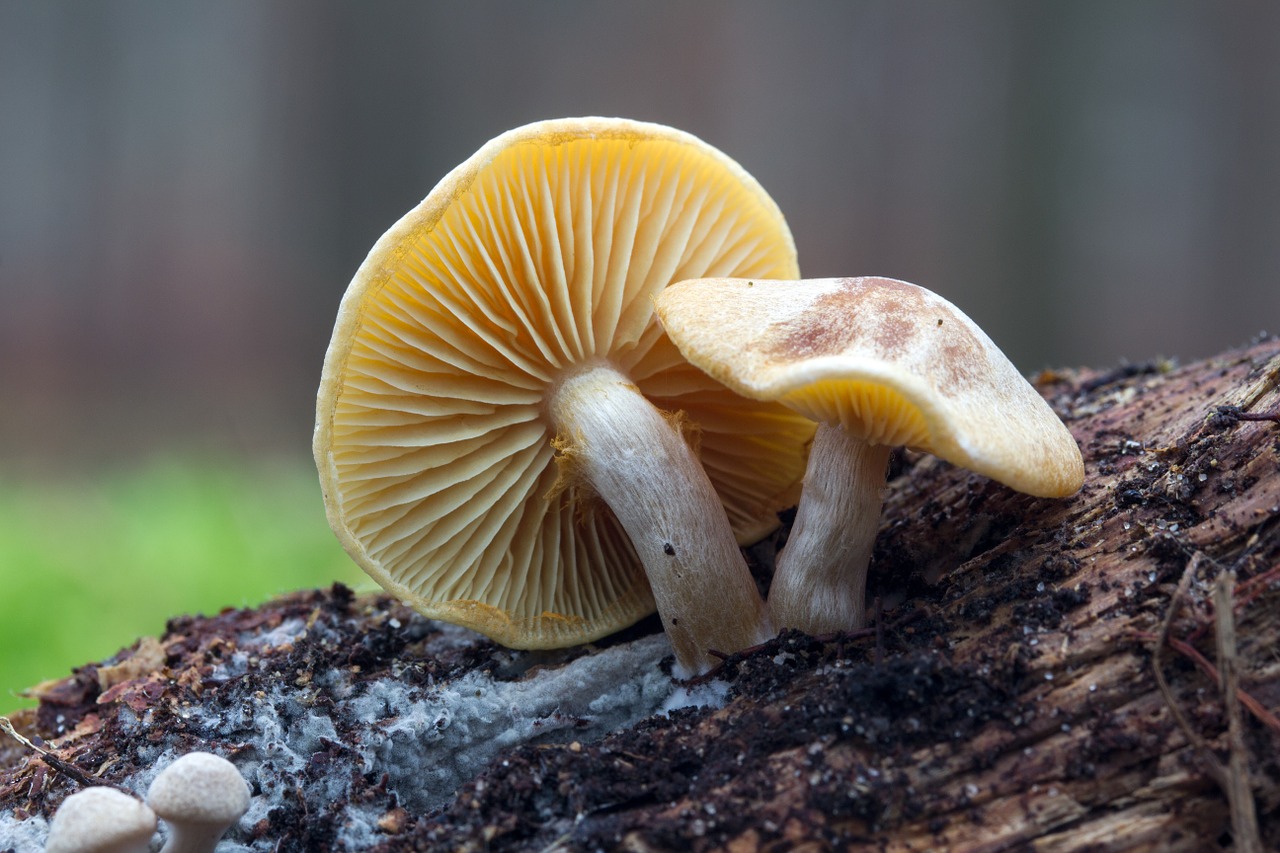 mushrooms forest autumn free photo