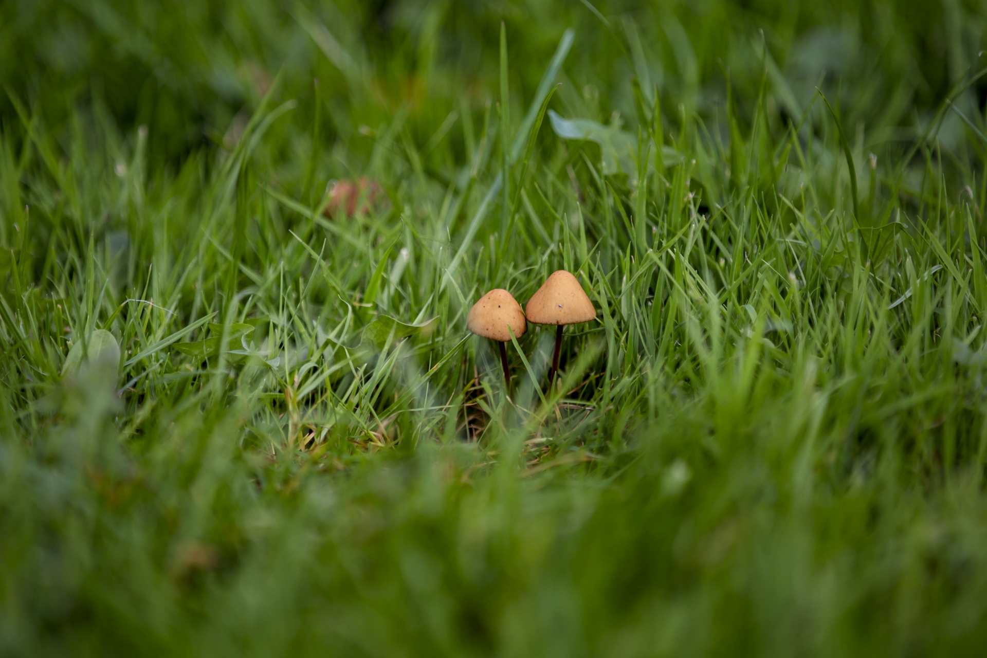 mushroom common meal free photo