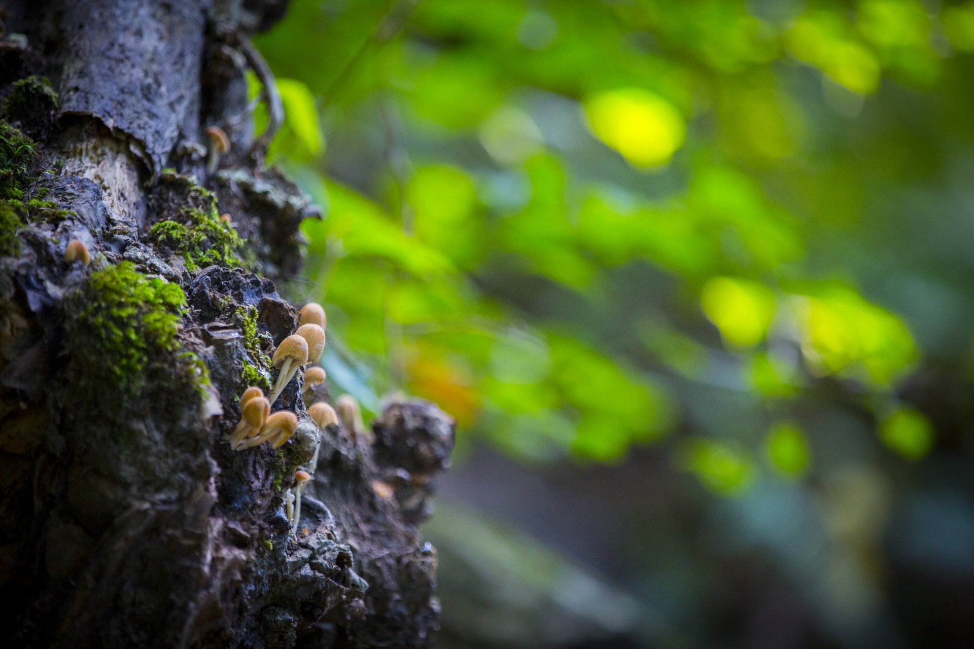 mushroom common meal free photo